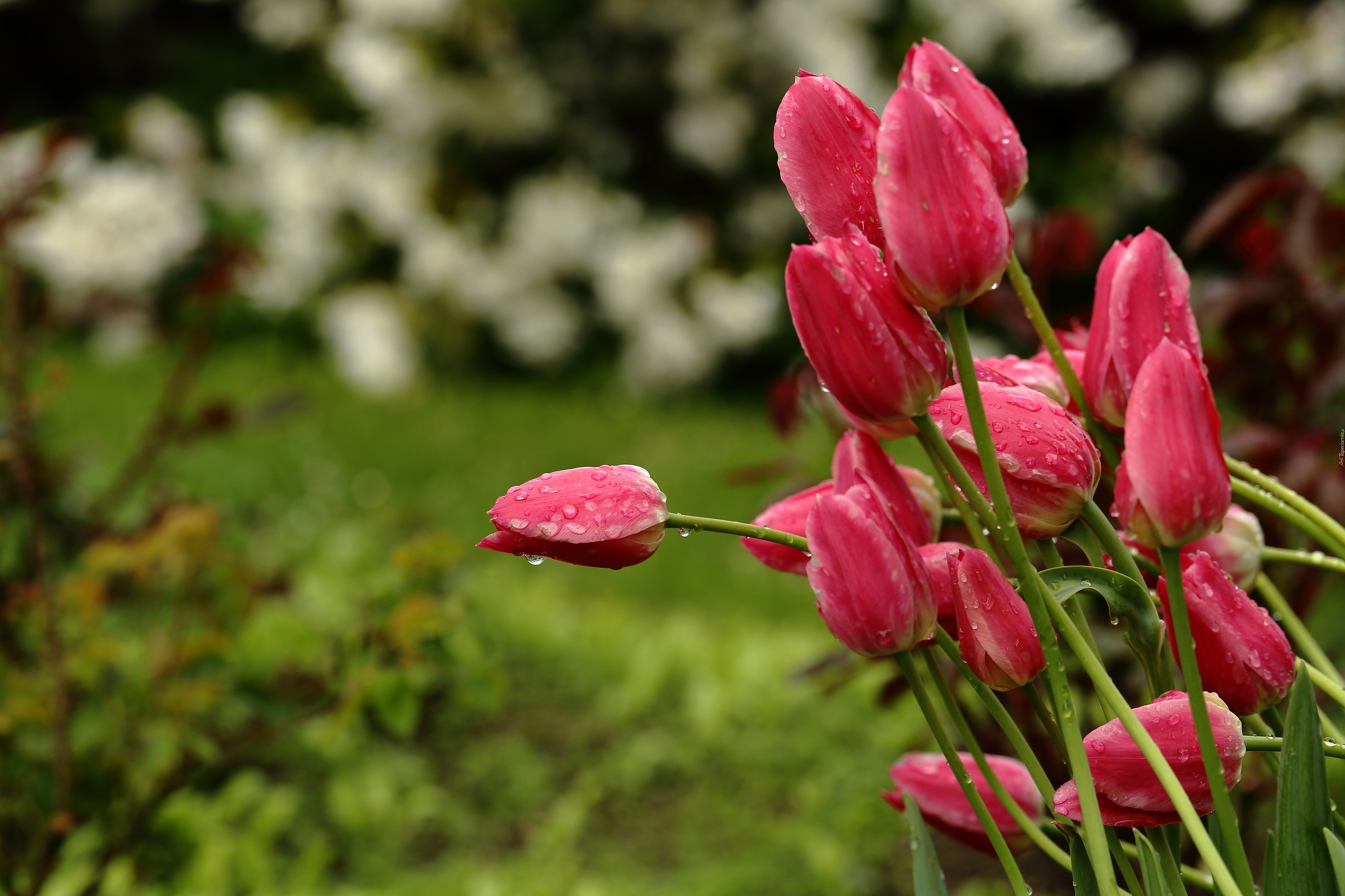Czerwone, Tulipany, Deszczowe, Krople, Ogród