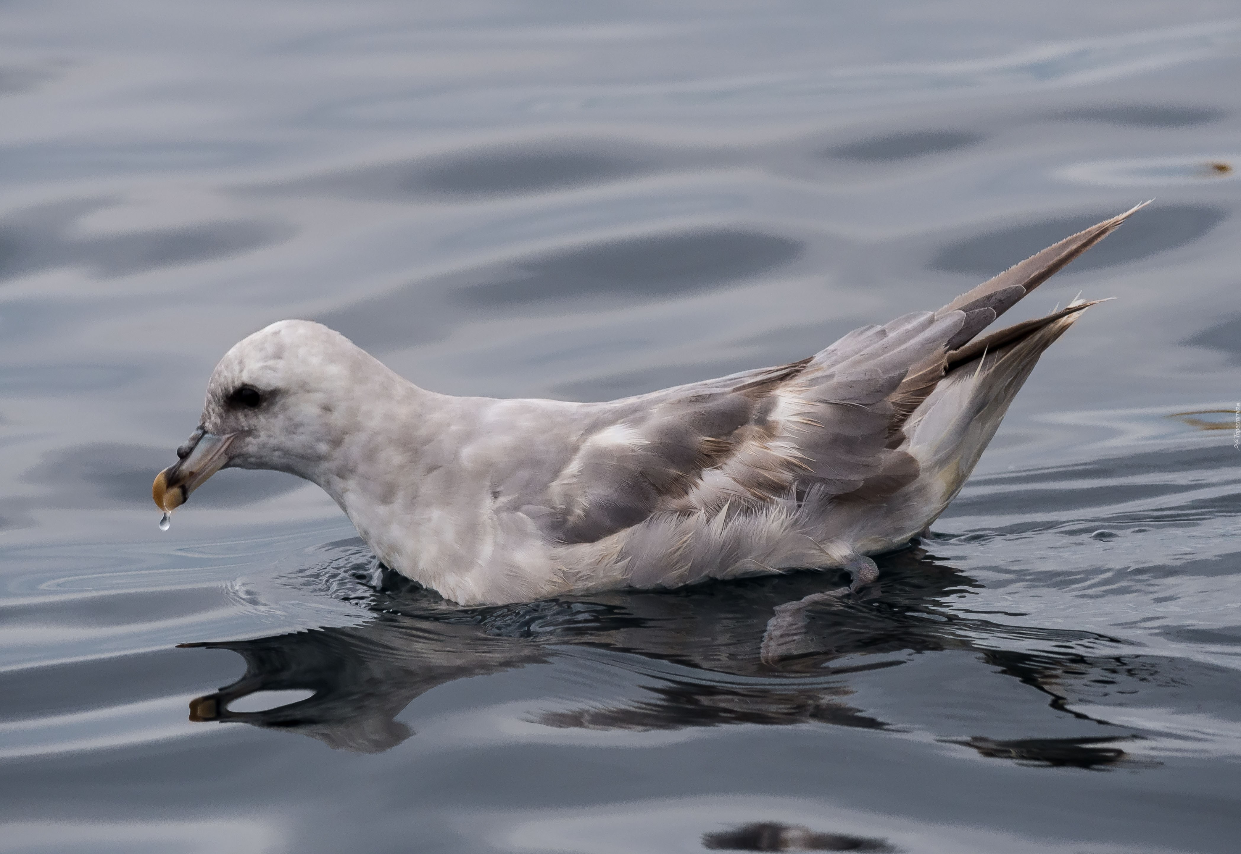 Fale, Ptak, Dziób, Petrel