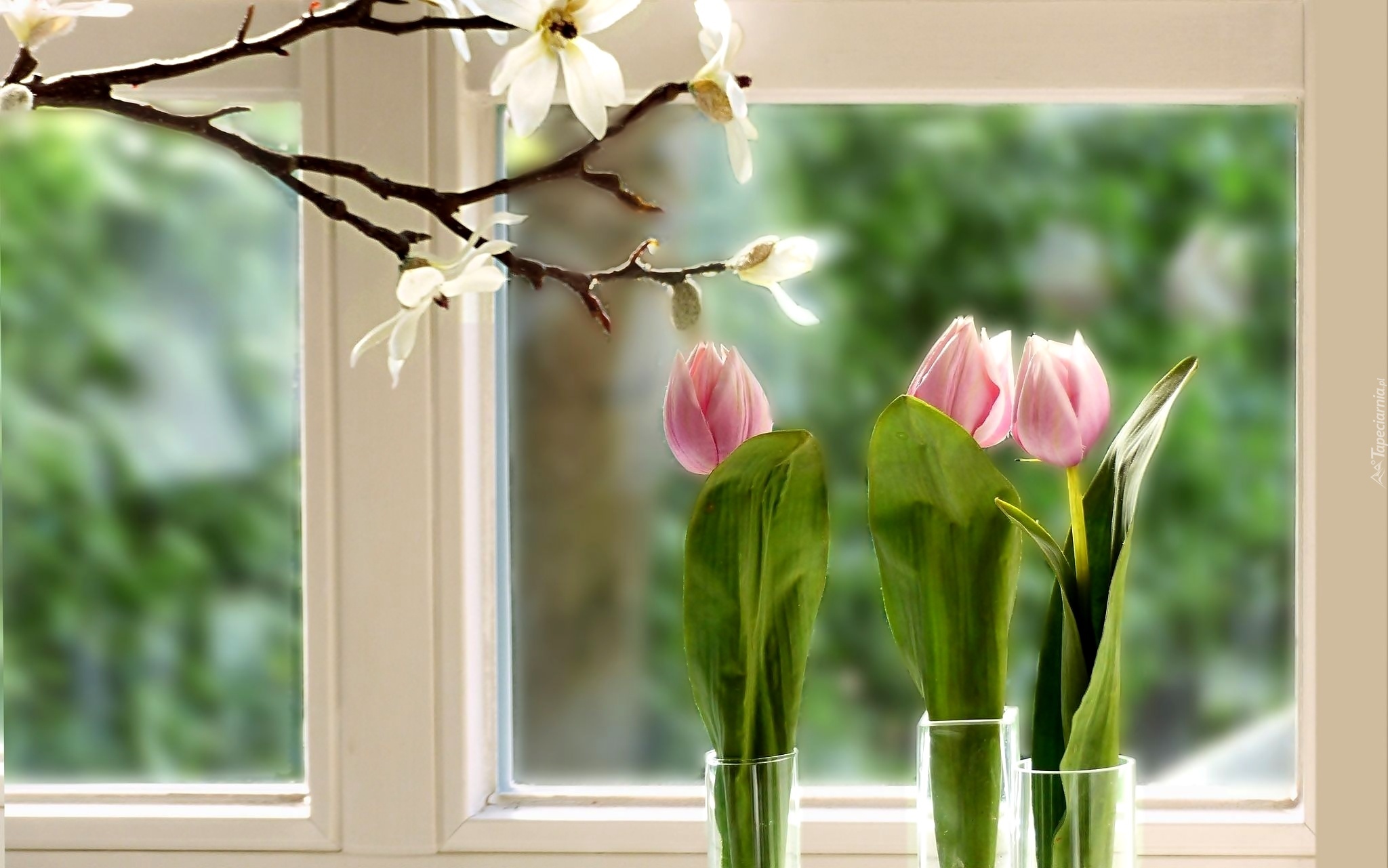 Okno, Tulipany