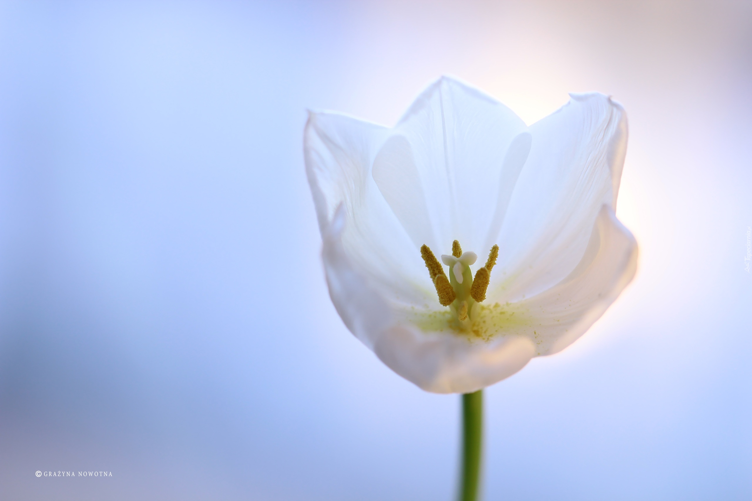 Tulipan, Biały, Kwiat