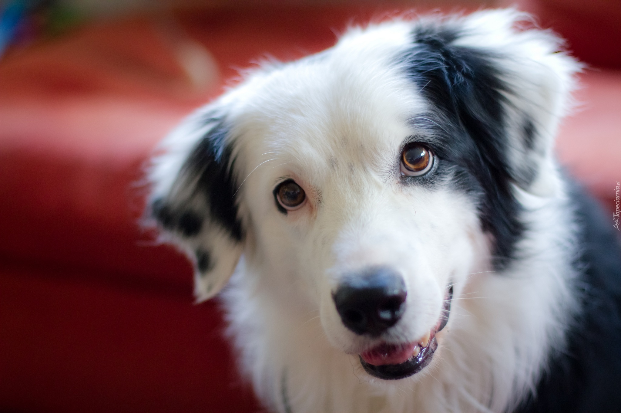 Pies, Border Collie