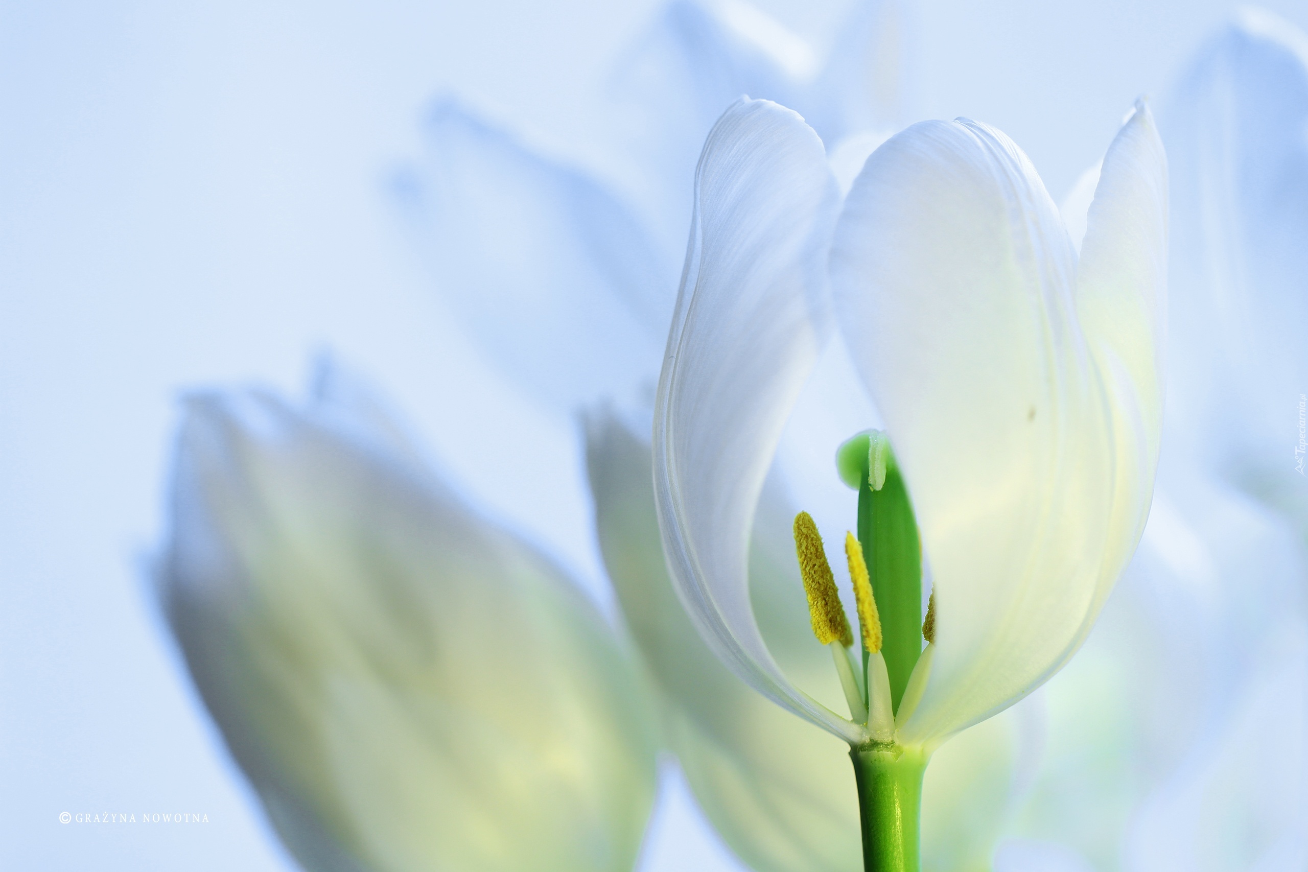 Biały, Tulipan, Pręciki, Kwiat