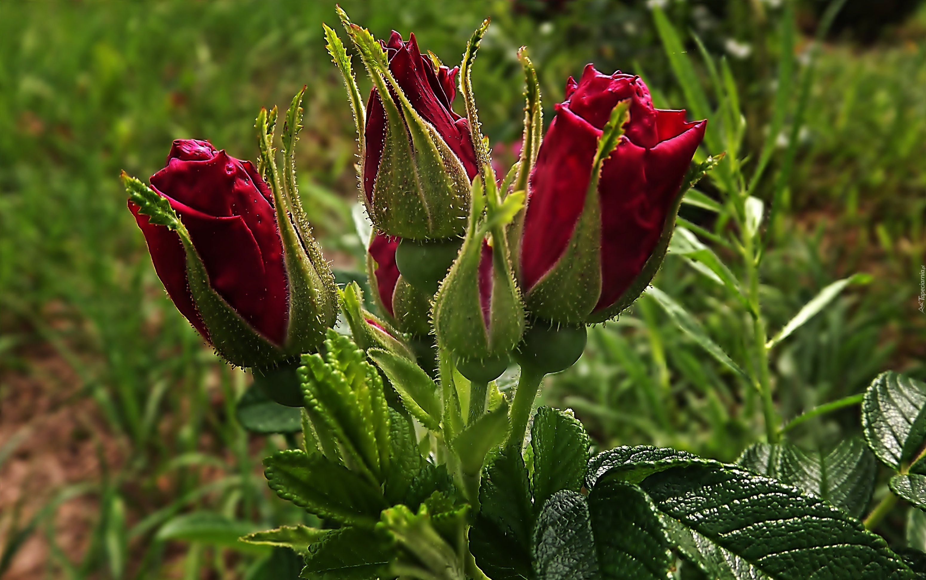 Czerwone, Róże, Pączki