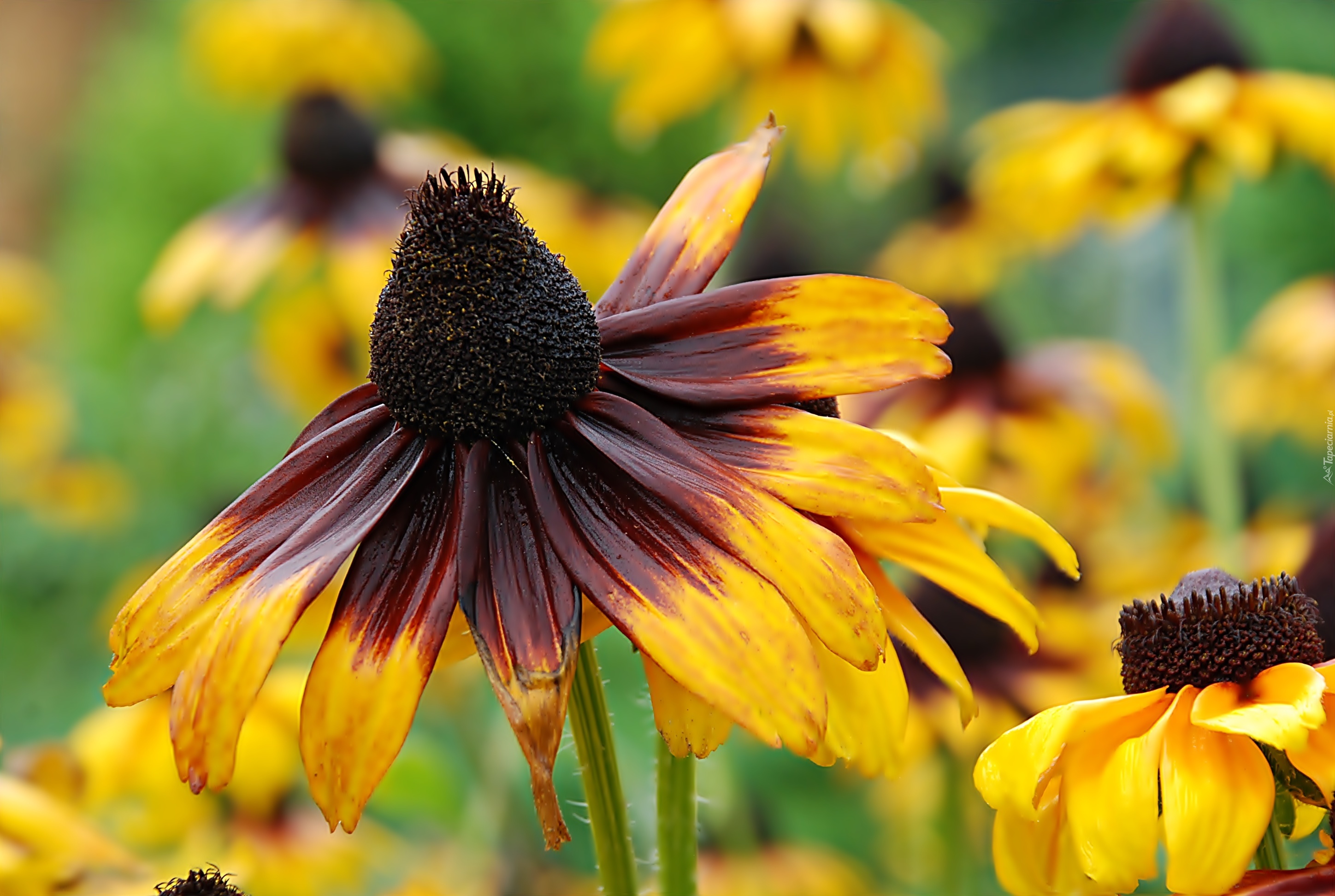 Rudbekia, Błyskotliwa, Brązowo, Żółty, Kwiat, Makro