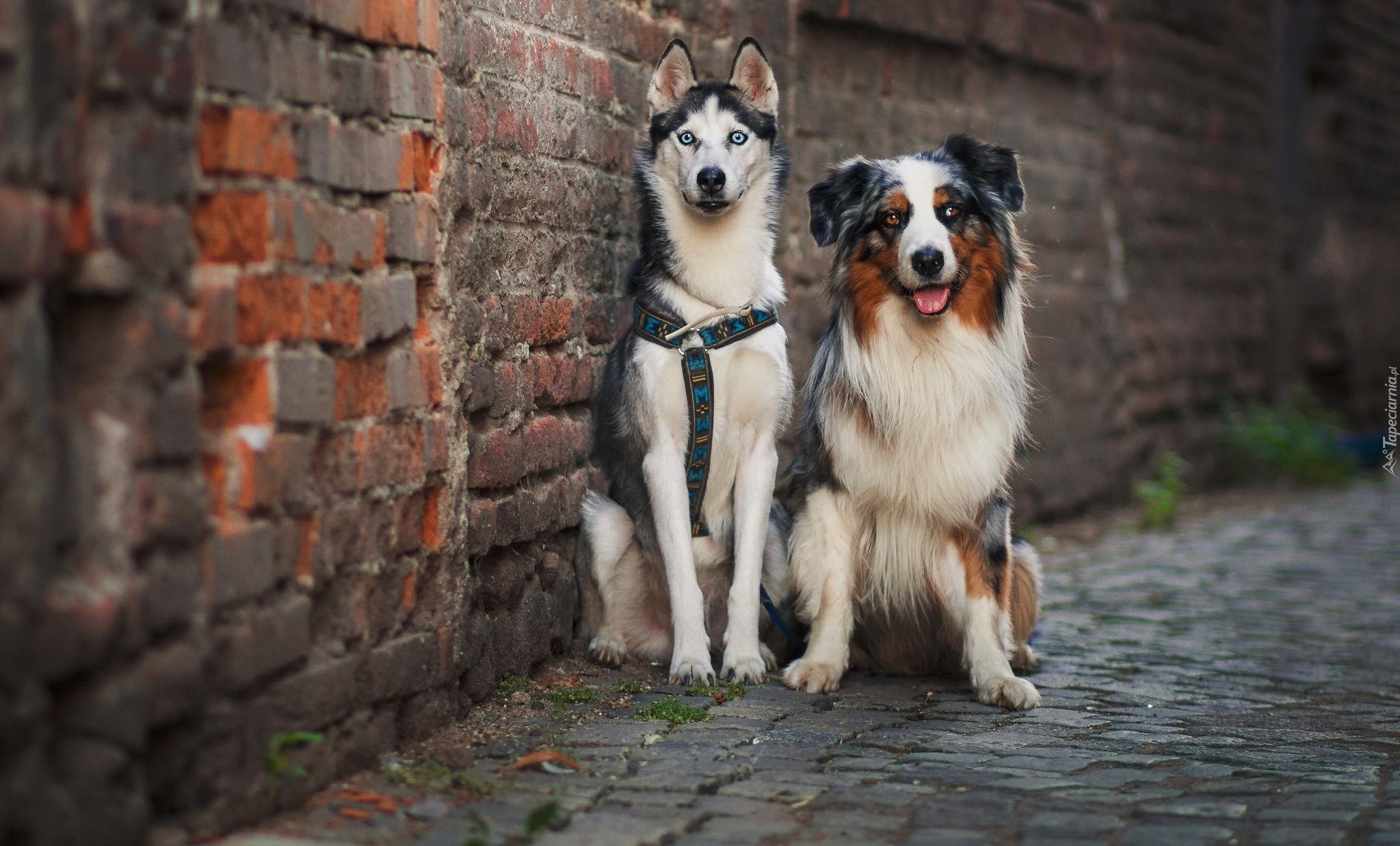 Owczarek australijski, Siberian Husky