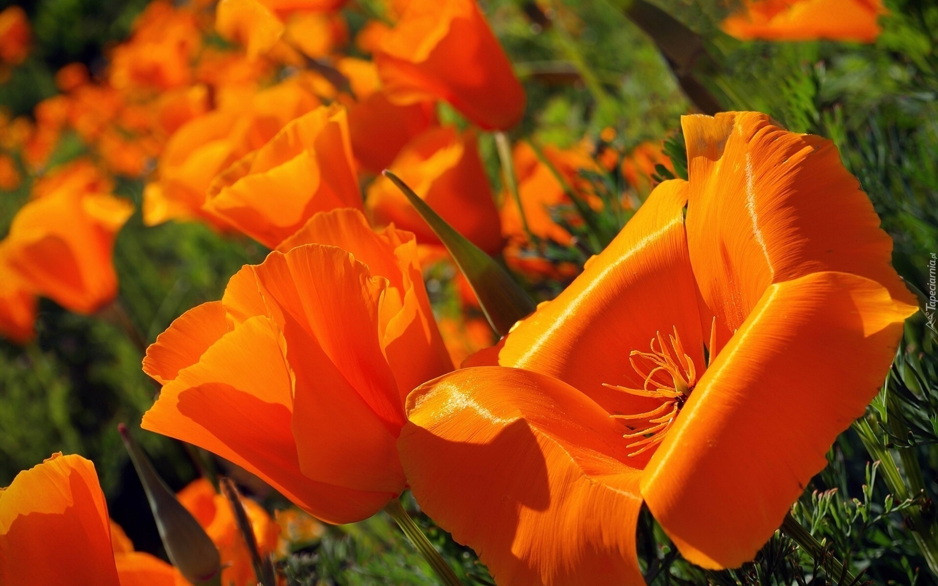 Pomarańczowe, Tulipany