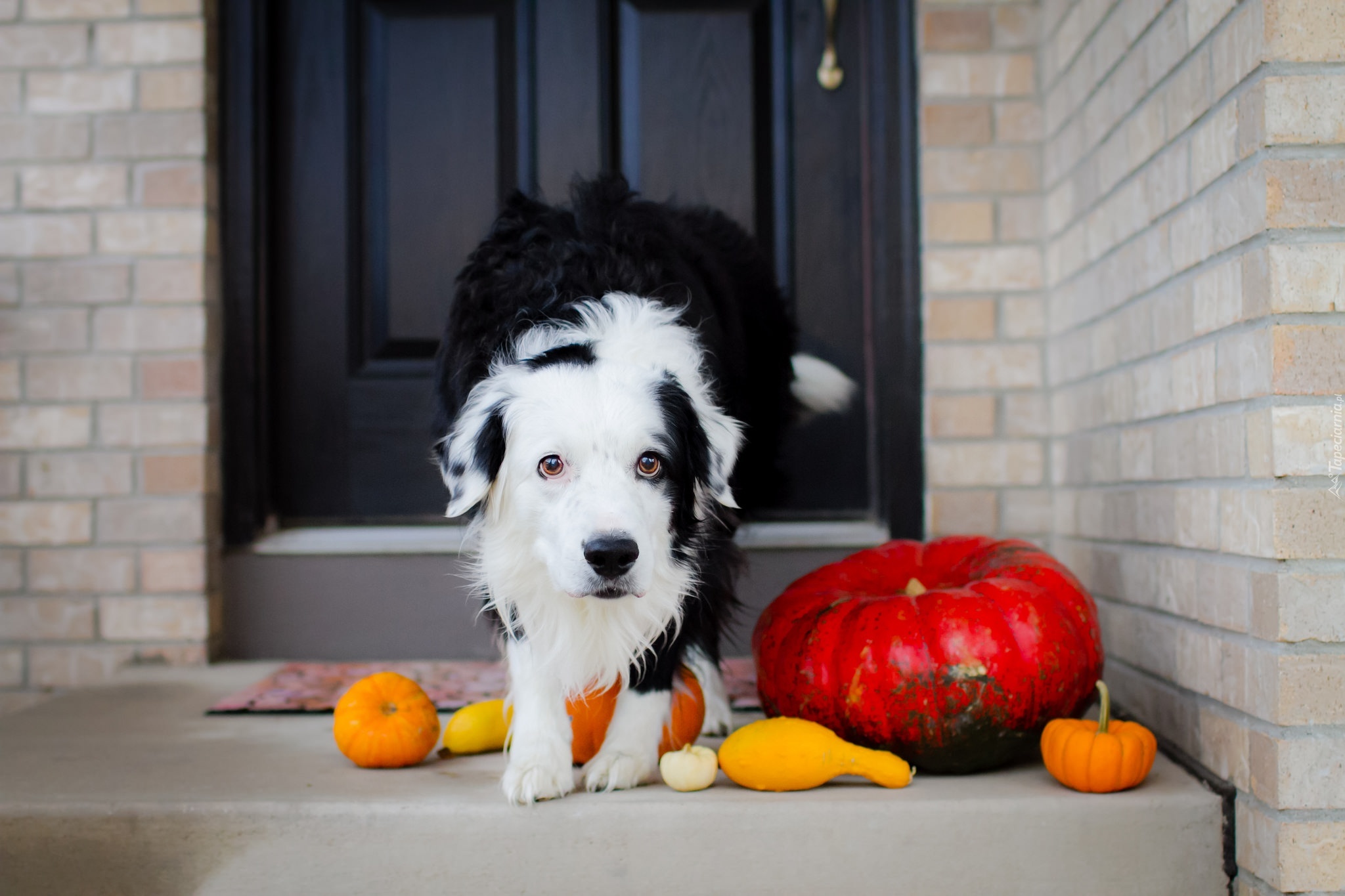 Pies, Border Collie, Dynia