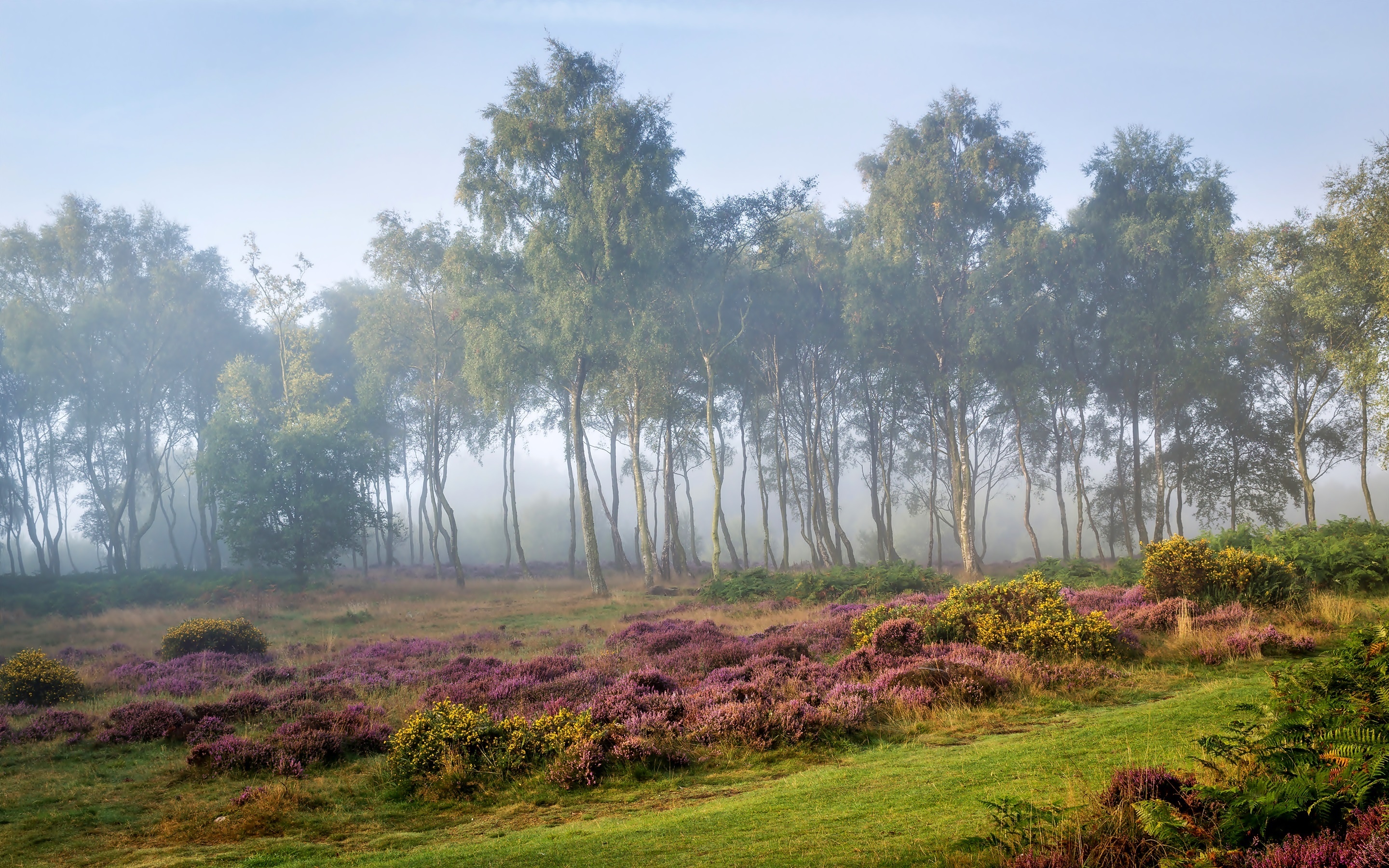 Anglia, Hrabstwo Derbyshire, Obszar wyżynny Stanton Moor, Park Narodowy Peak District, Drzewa, Brzozy, Wrzosowisko, Mgła, Świt