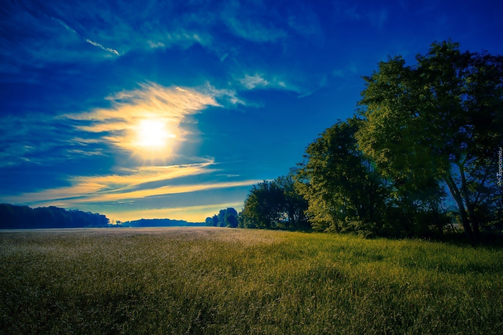 поле солнце трава небо field the sun grass sky без смс