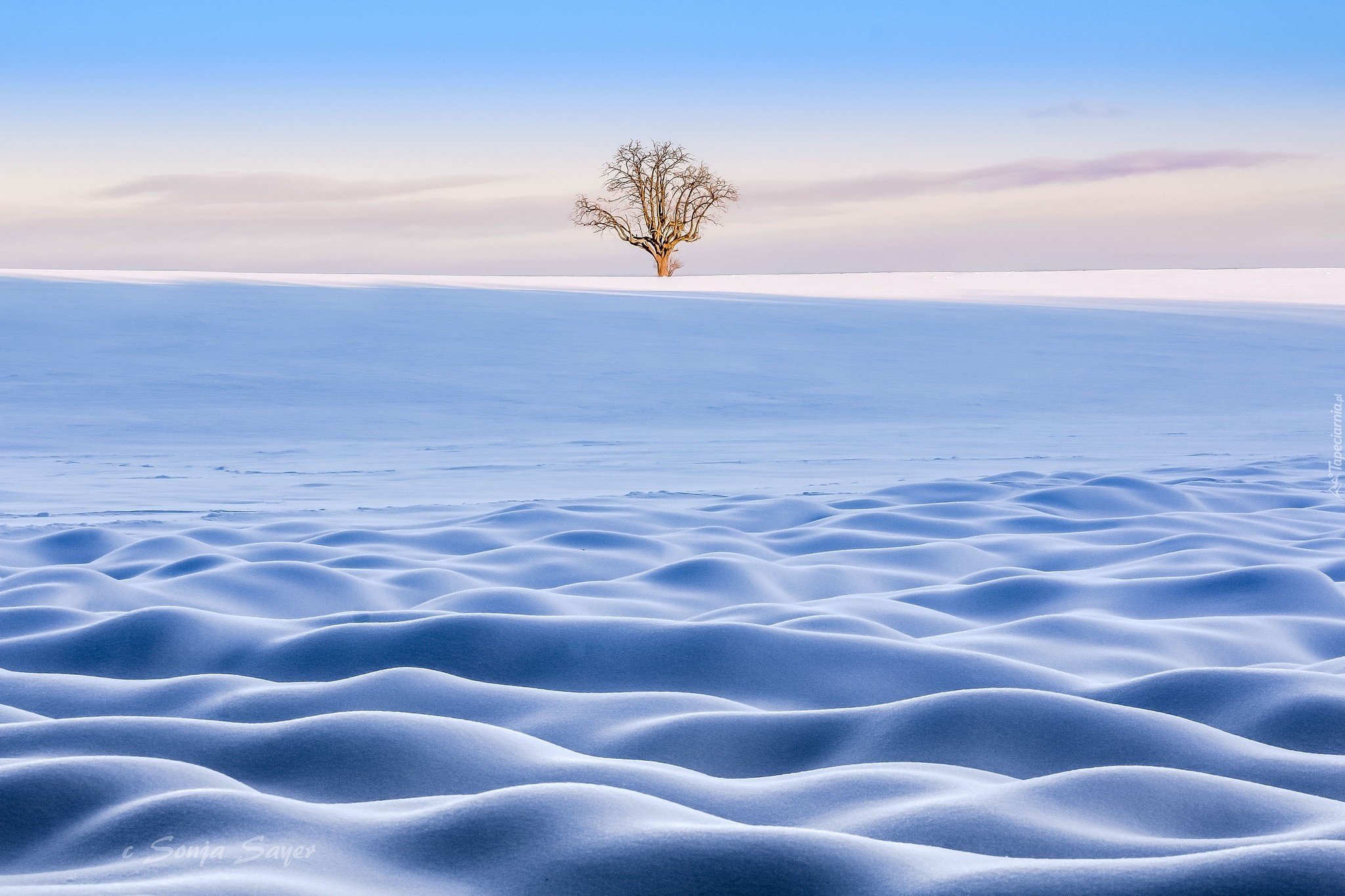 Zima, Samotne, Drzewo