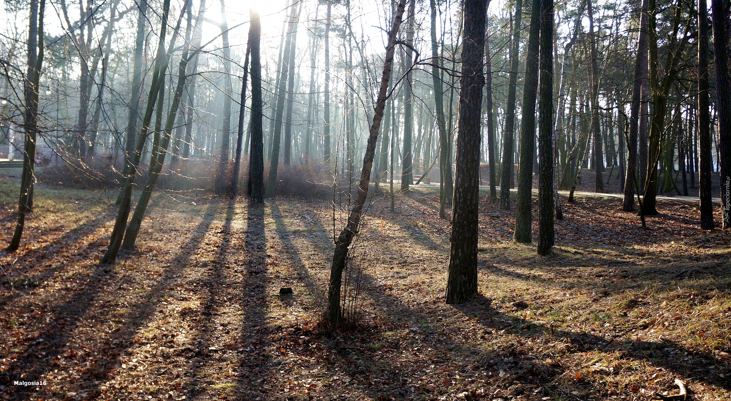 Drzewa, Park, Przebijające Światło