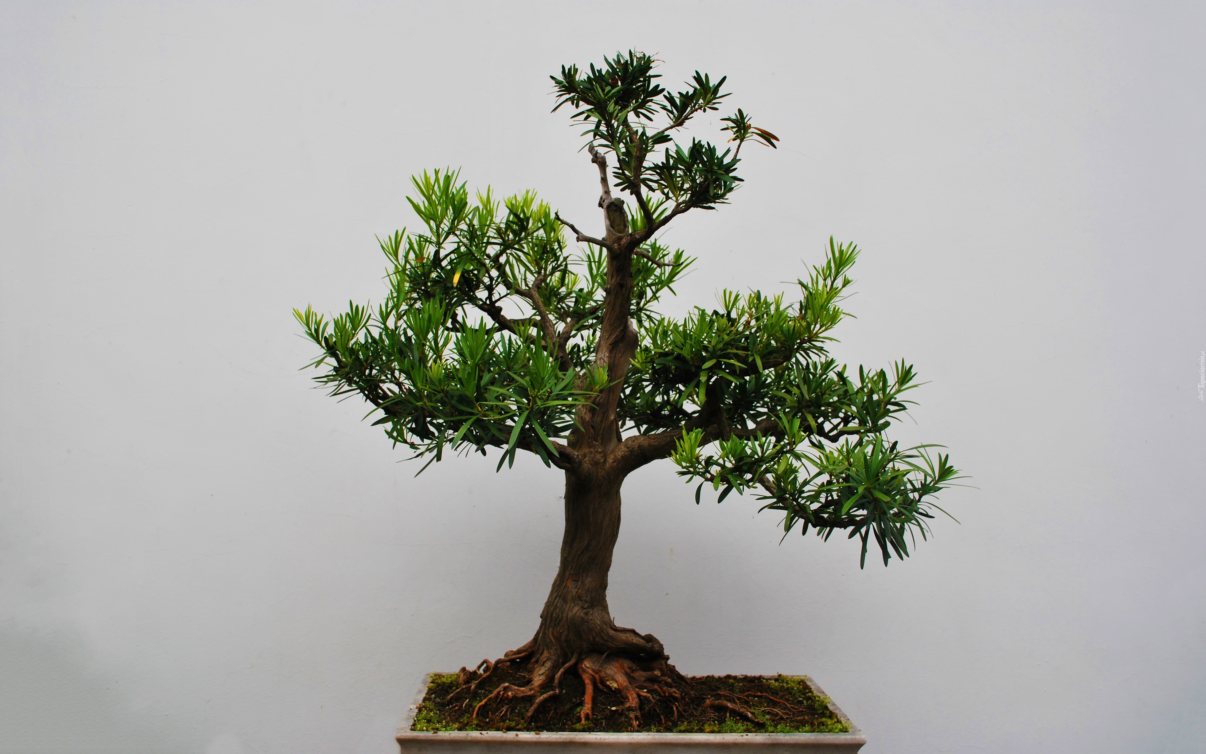 Drzewko bonsai