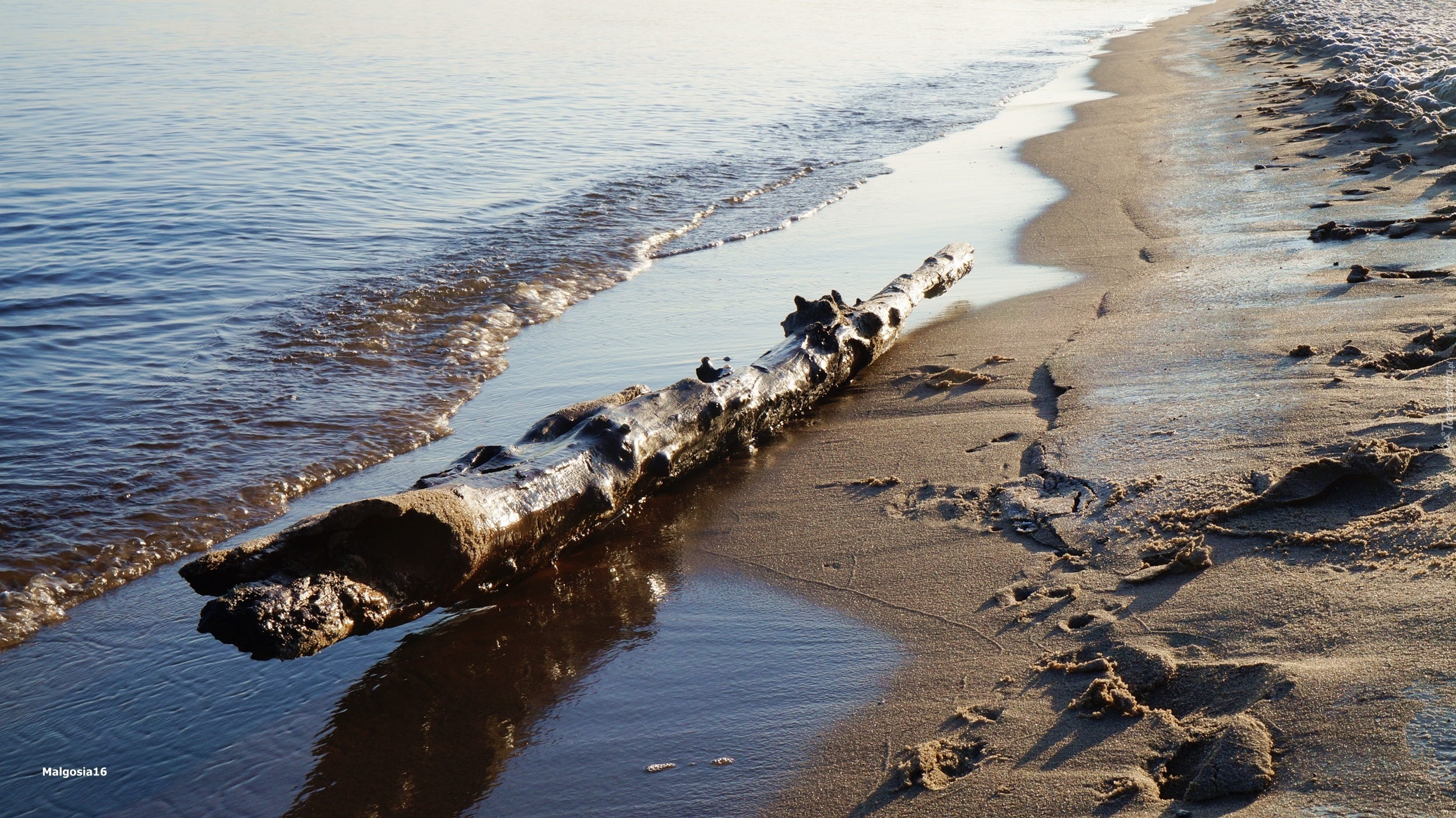 Morze, Plaża, Drewniana, Kłoda