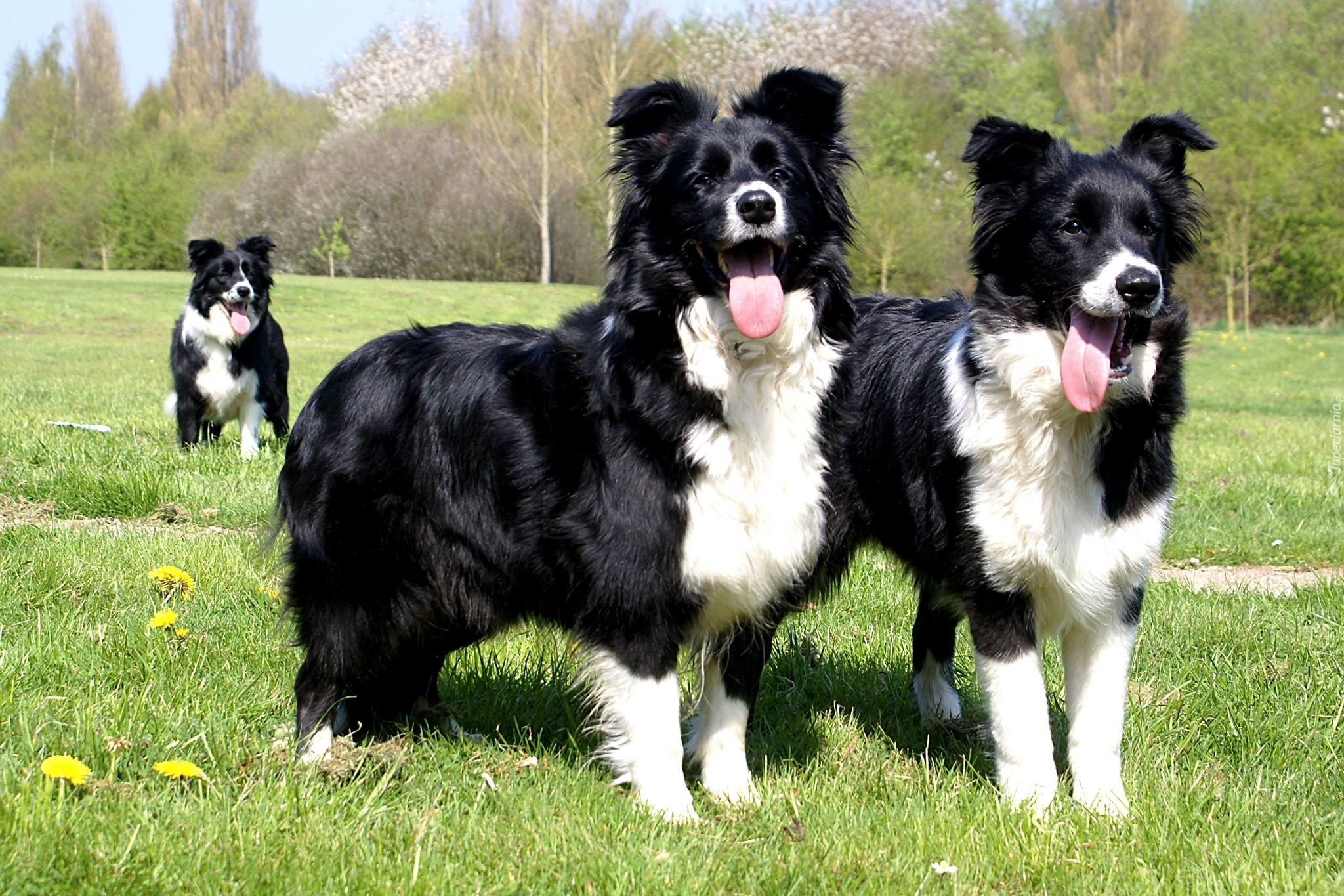 Trzy, Psy, Border Collie