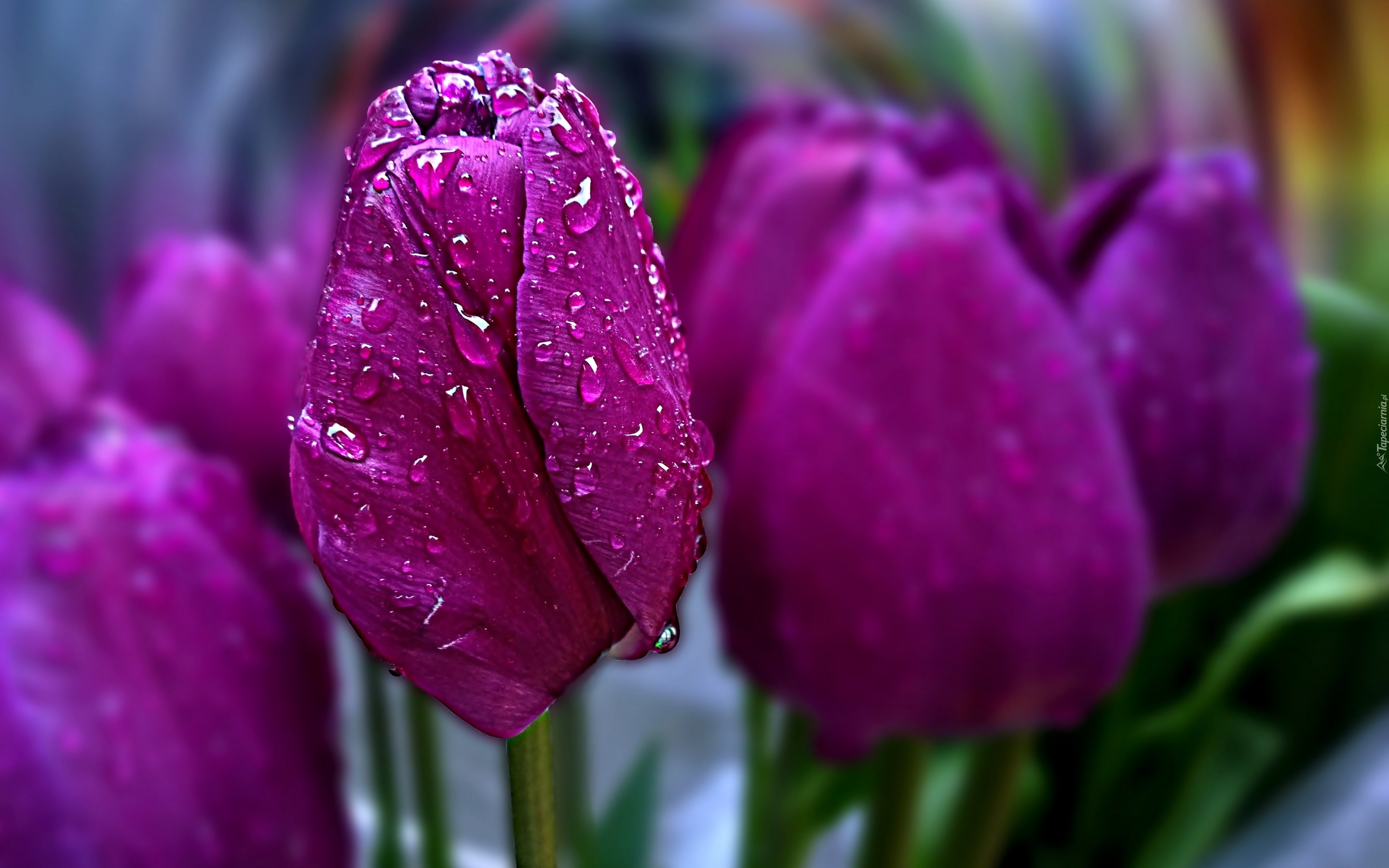 Fioletowe, Tulipany, Krople