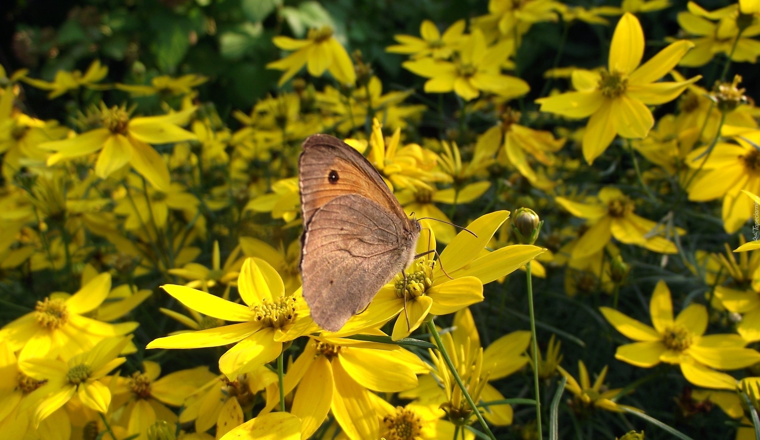 Motyl, Kwiaty, Nachyłek okółkowy