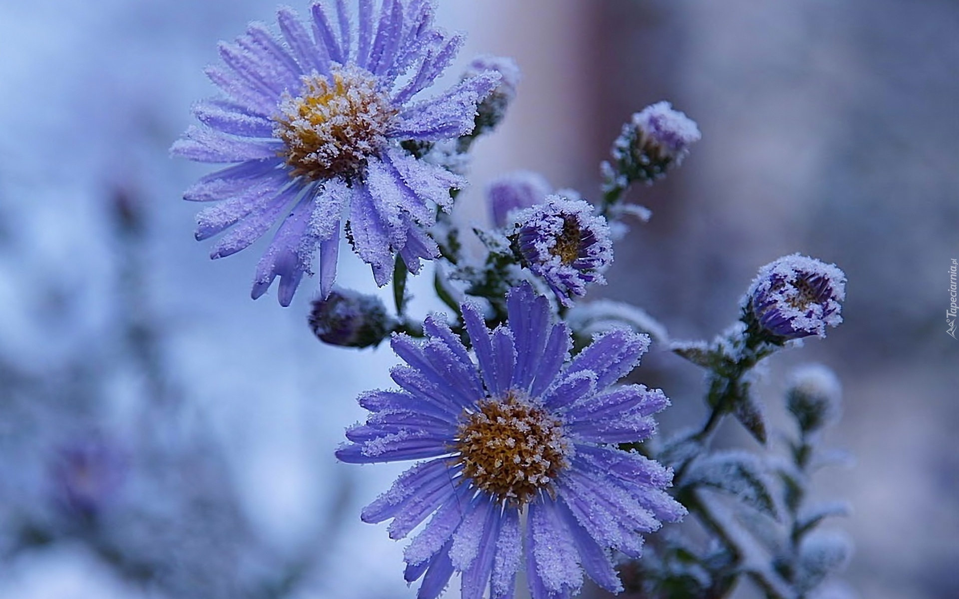 Zima, Oszroniony, Aster