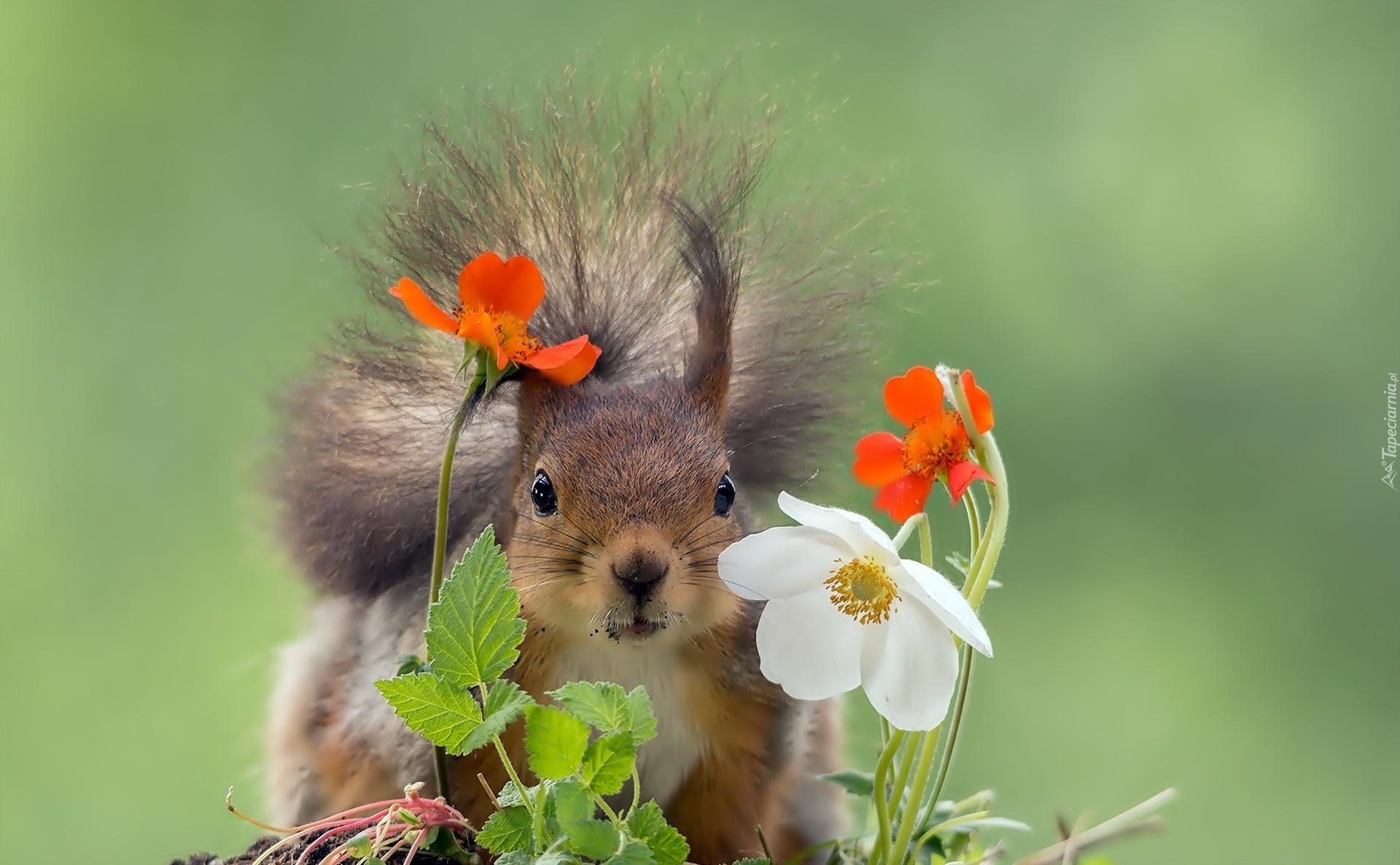 Wiewiórka, Kwiatki