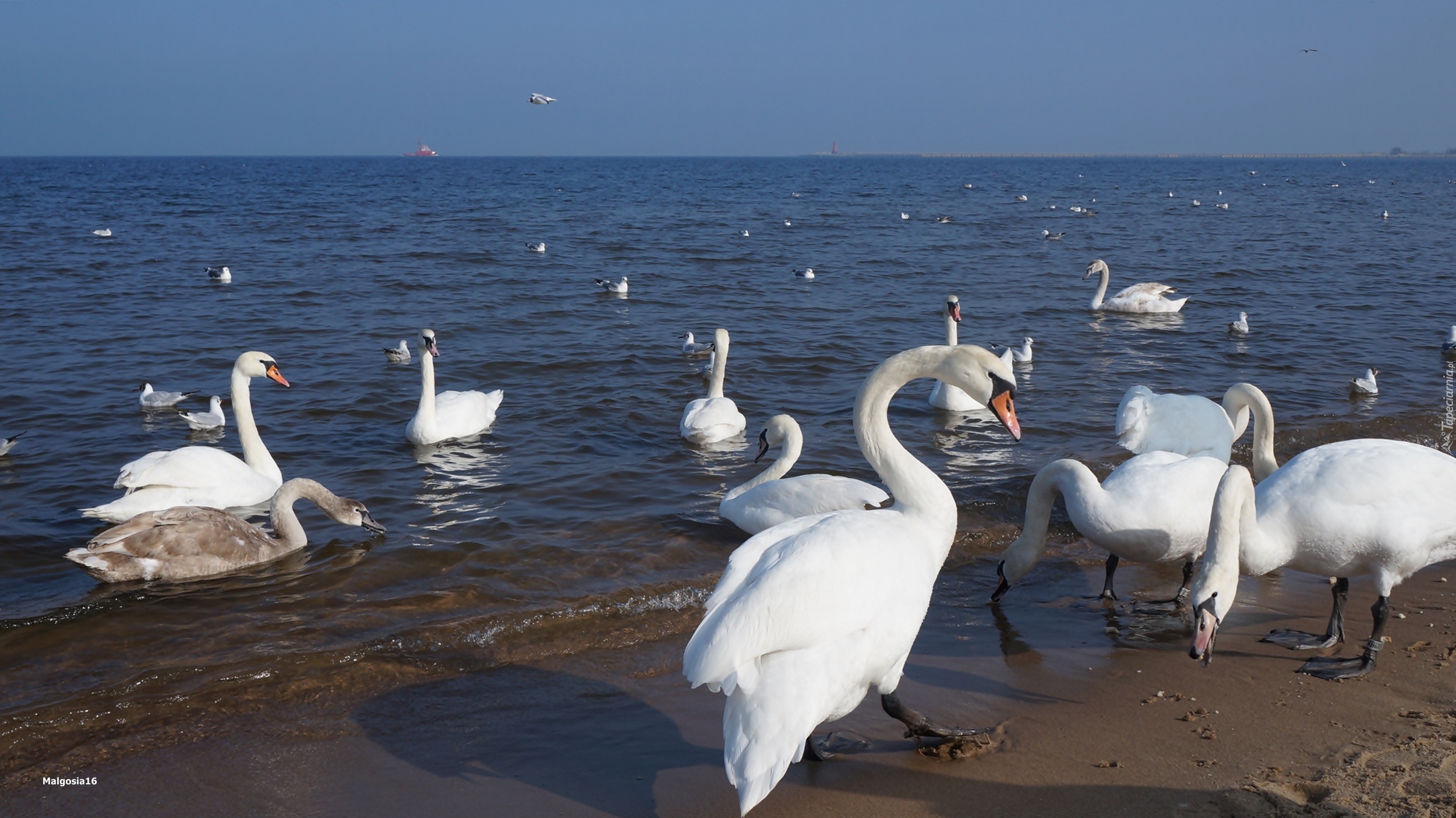 Białe, Ptaki, Łabędzie, Morze, Plaża