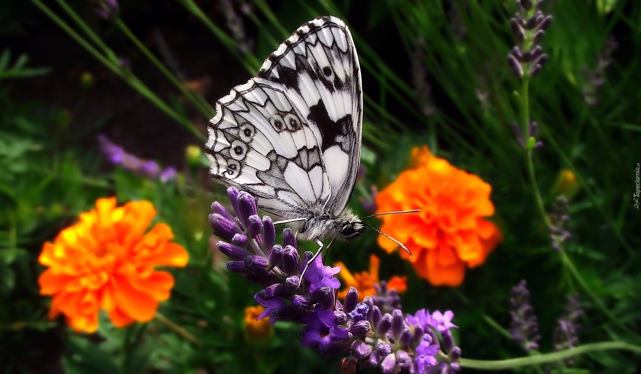 Motyl, Lawenda, Aksamitki, Turki