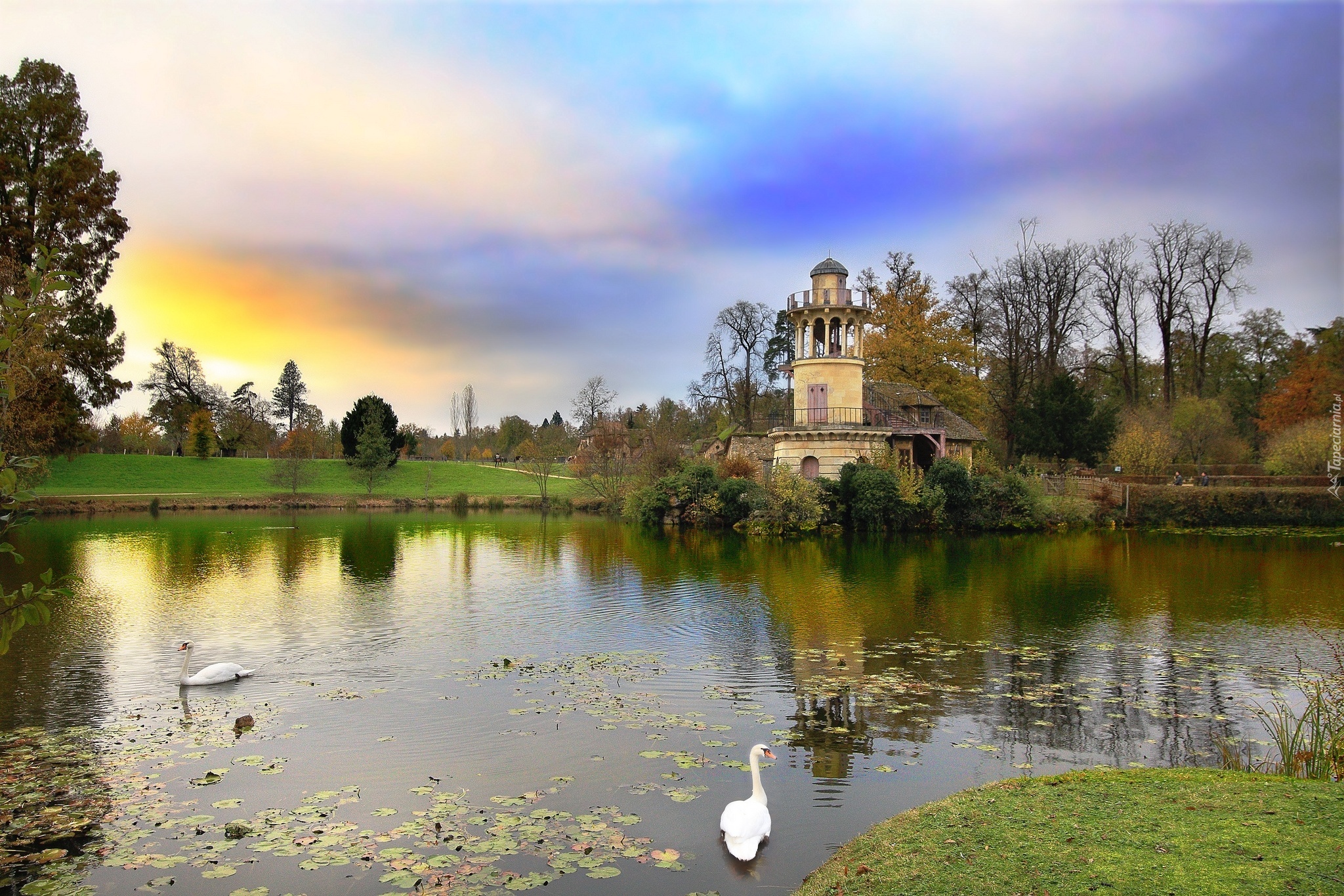 Park, Staw, Łabędzie, Ptaki