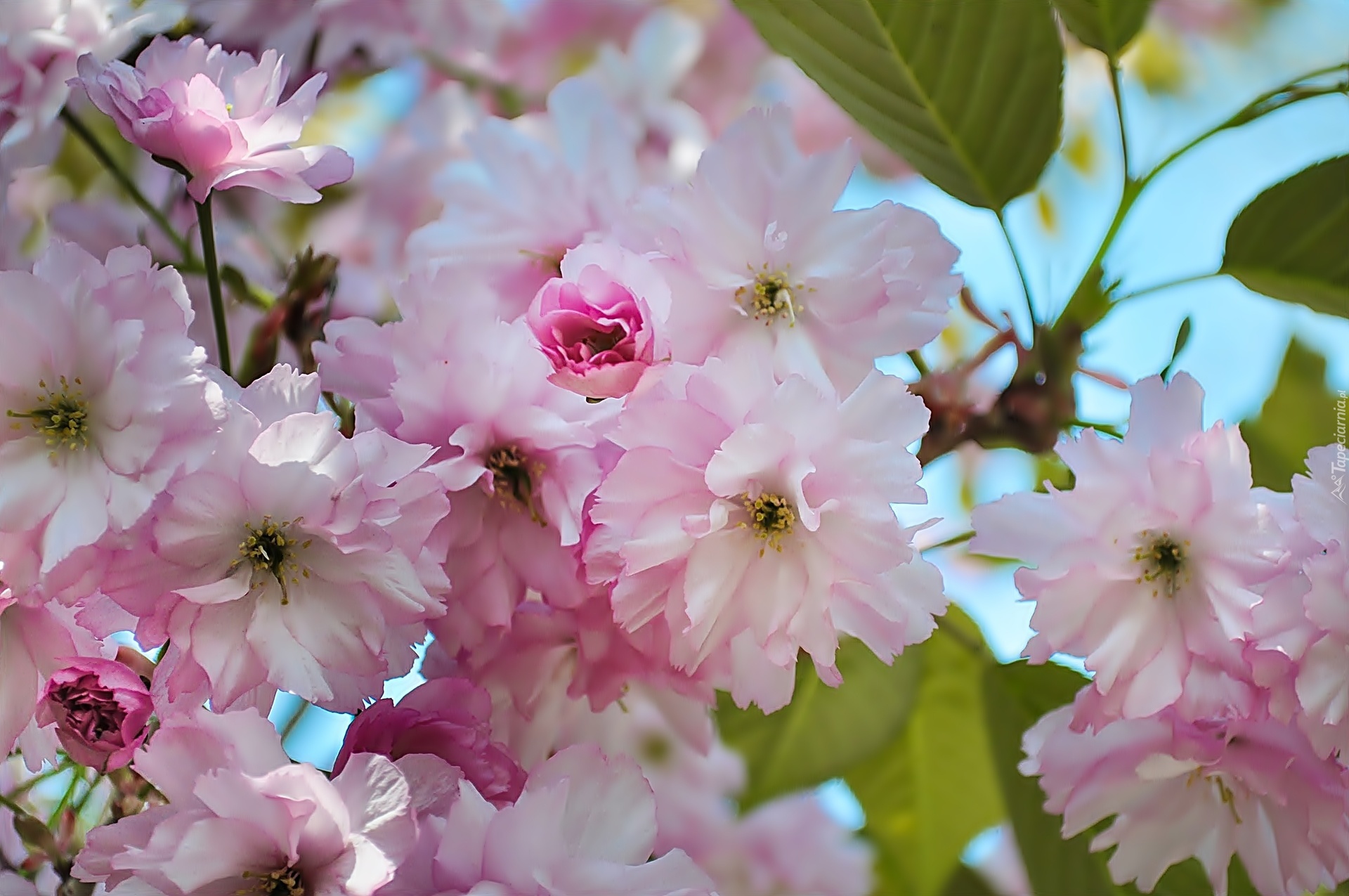 Kwitnące, Drzewo Owocowe, Wiśnia japońska