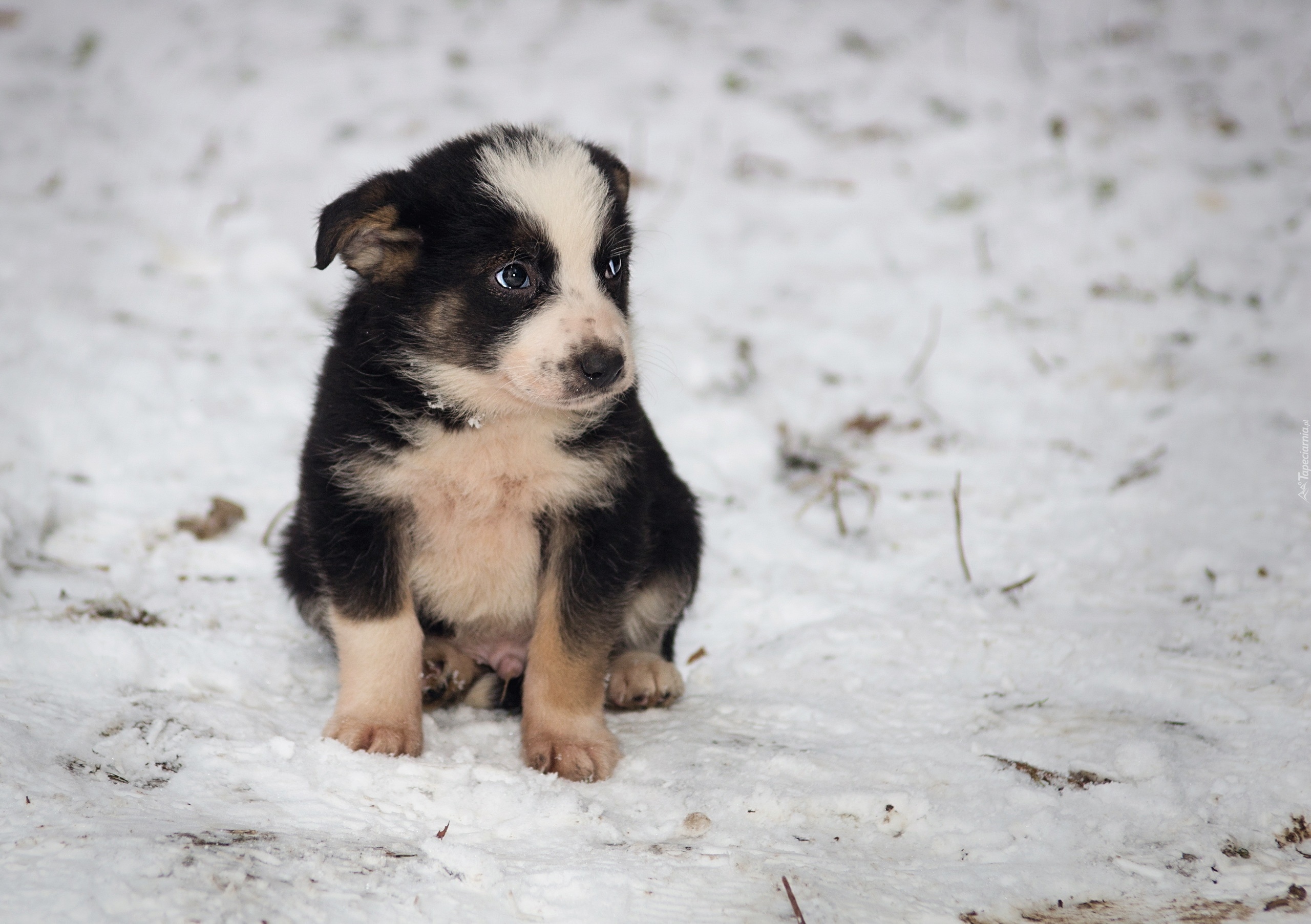 Pies, Szczeniak, Border Collie, Zima