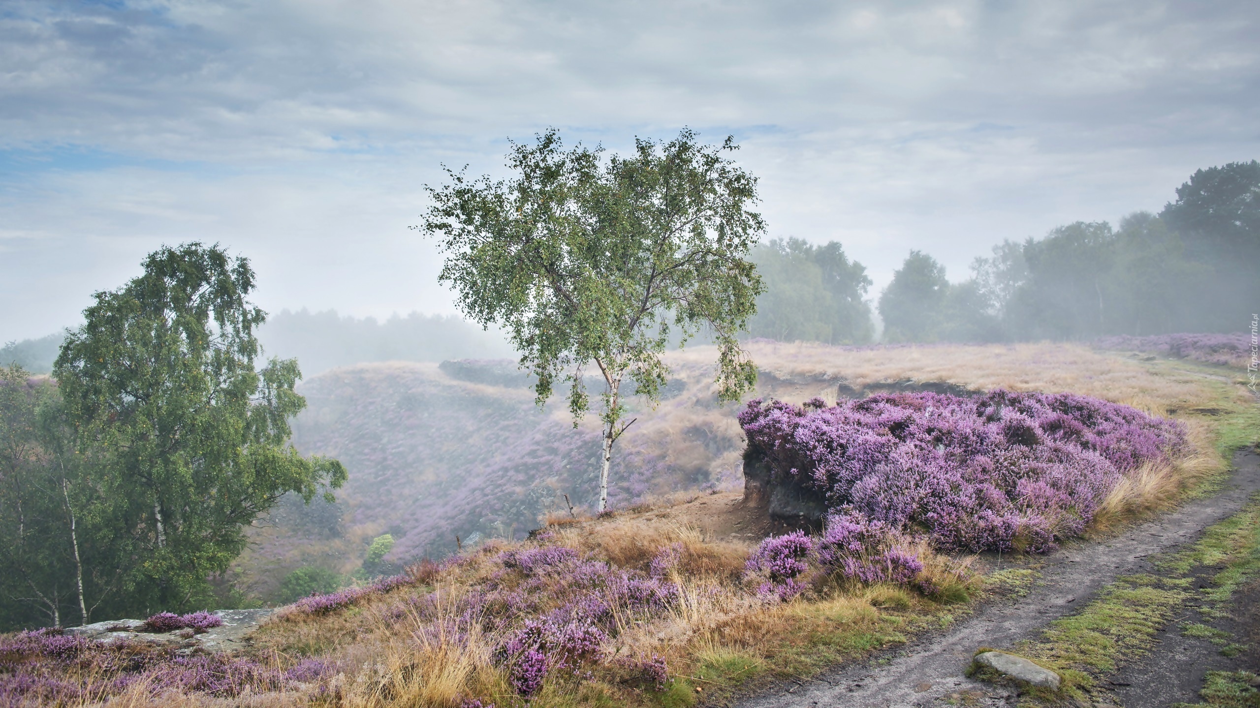 Świt, Droga, Mgła, Anglia, Park Narodowy Peak District, Stanton Moor, Jesień, Las, Drzewa, Brzozy, Wrzosowisko