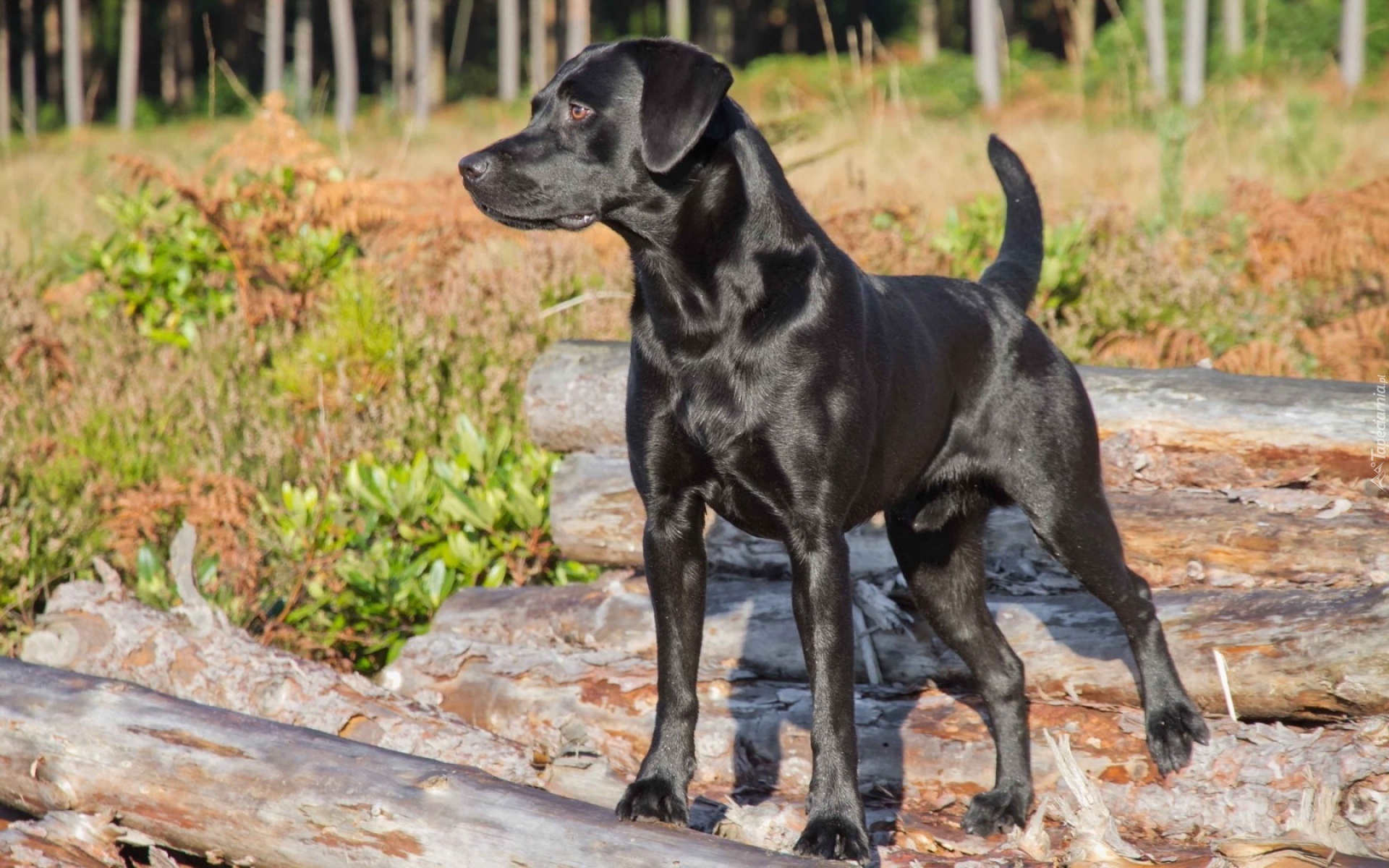 Czarny, Pies, Kłody, Zarośla, Labrador Retriever