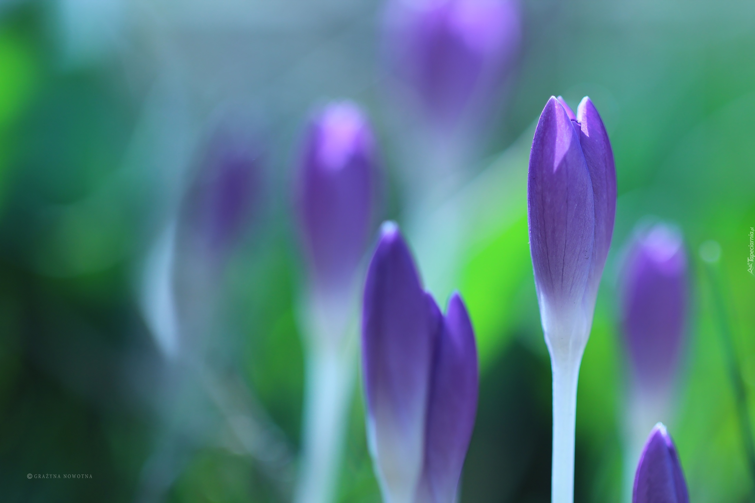 Liliowe, Krokusy, Kwiaty, Pąki