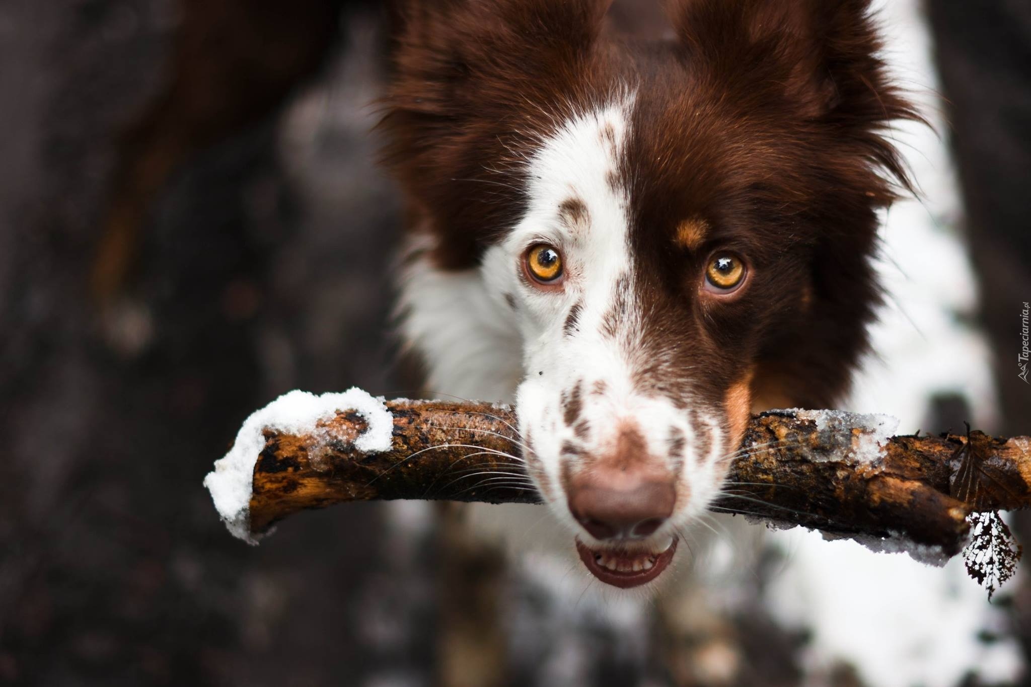 Pies, Border Collie, Patyk