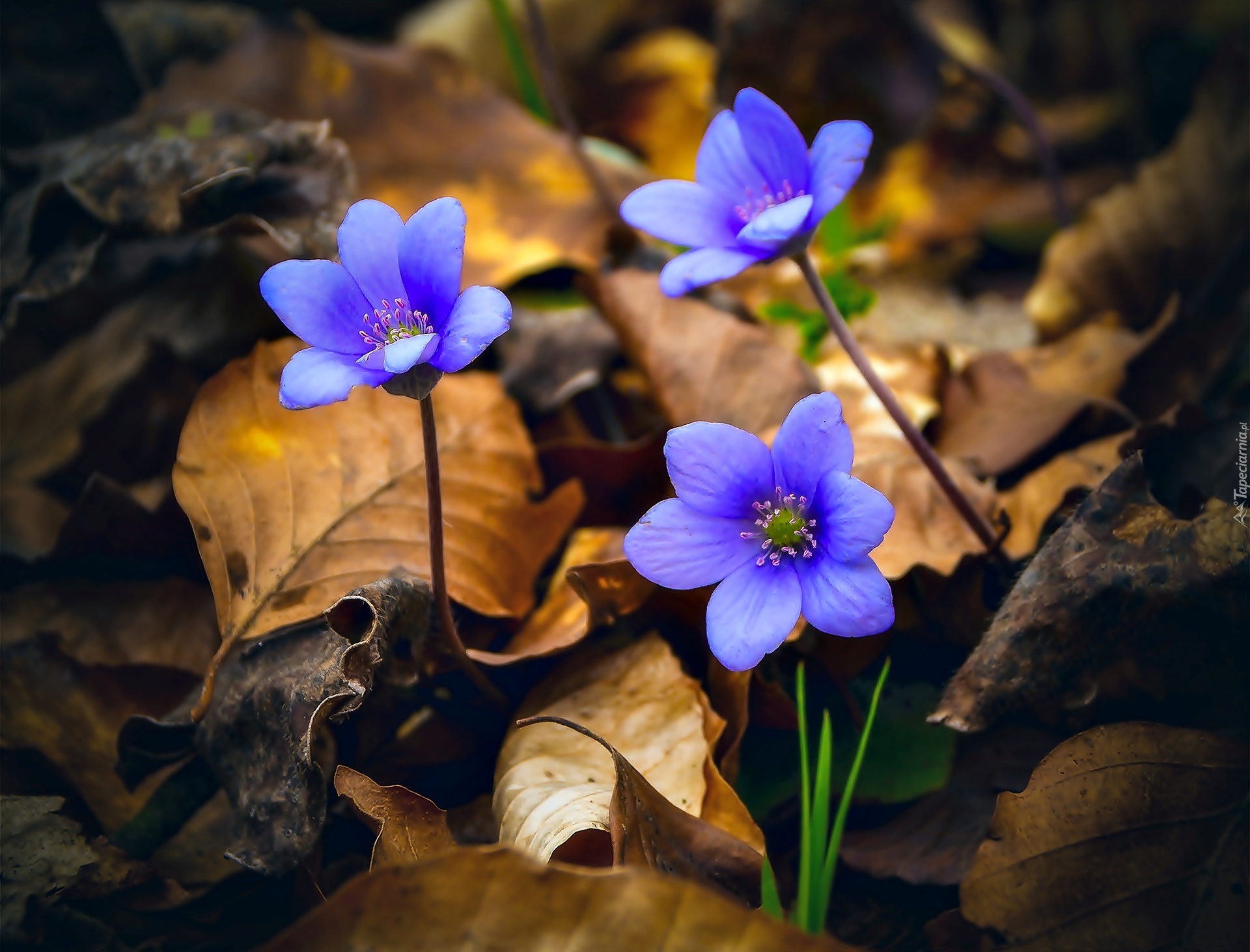 Niebieskie, Kwiaty, Przylaszczki, Suche, Liście
