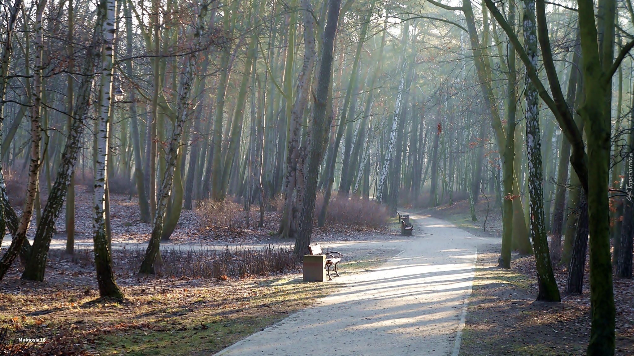 Park, Alejka, Ławki, Przebijające Światło, Drzewa