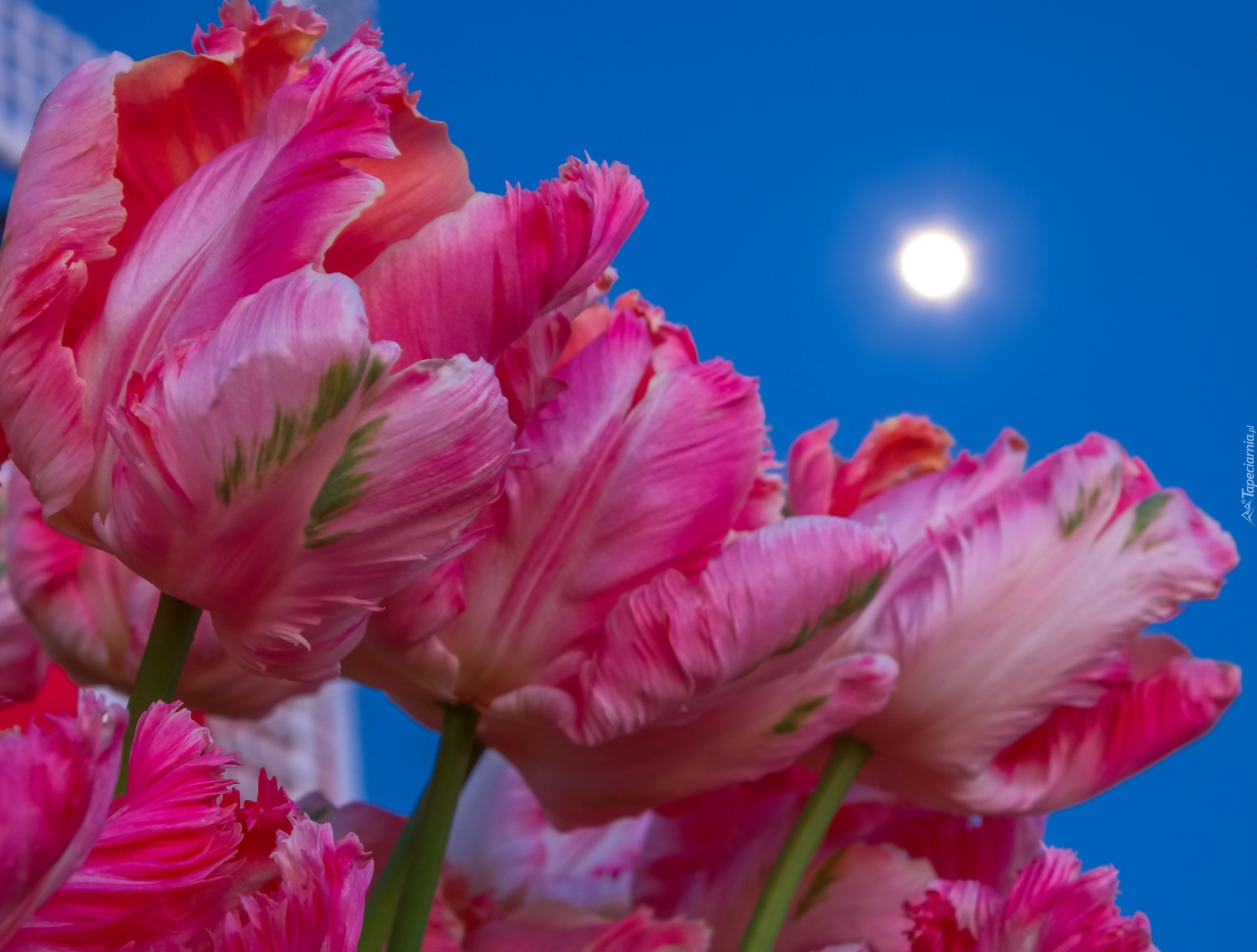 Tulipany, Niebo, Księżyc
