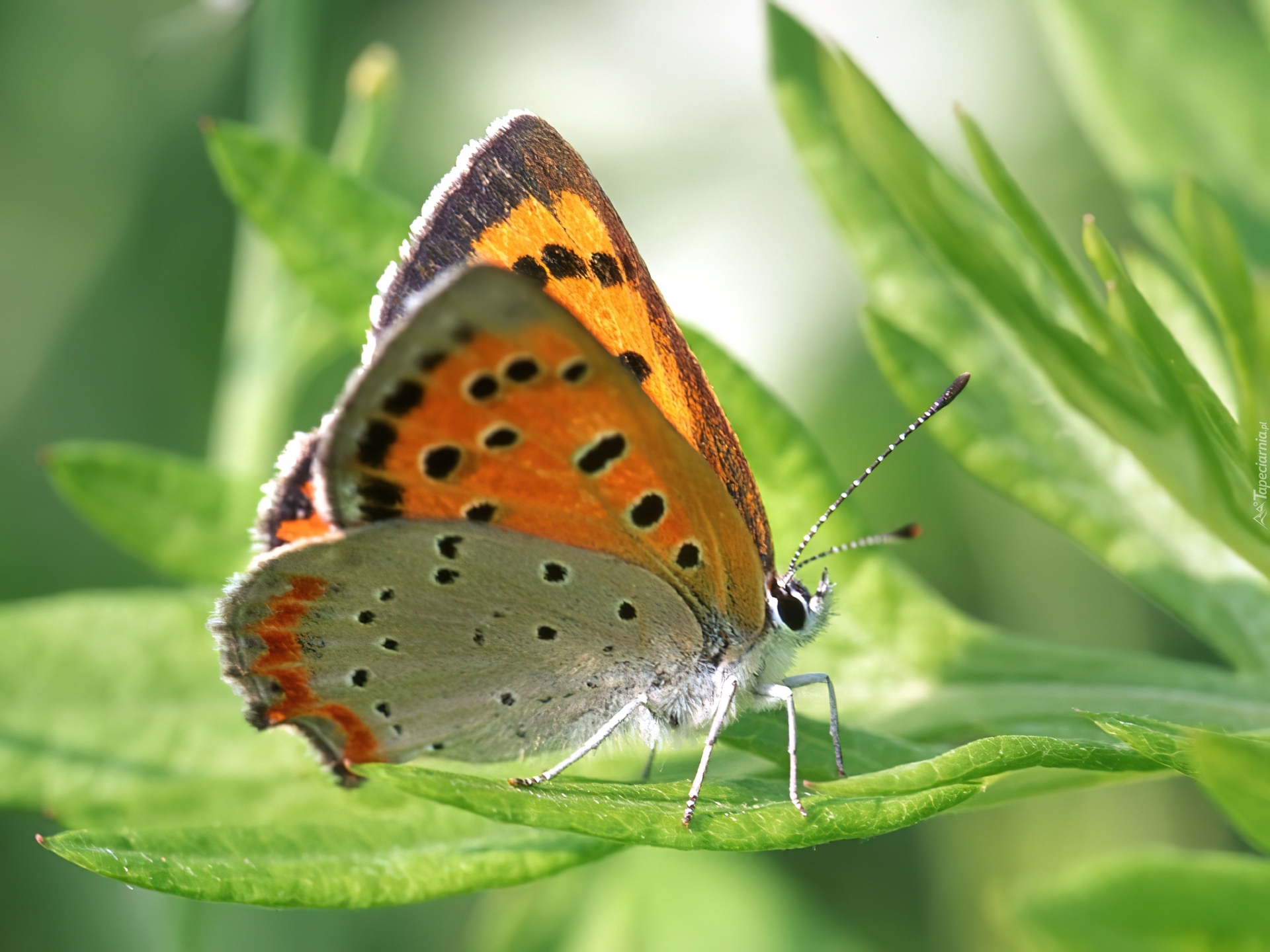 Motyl, Modraszek