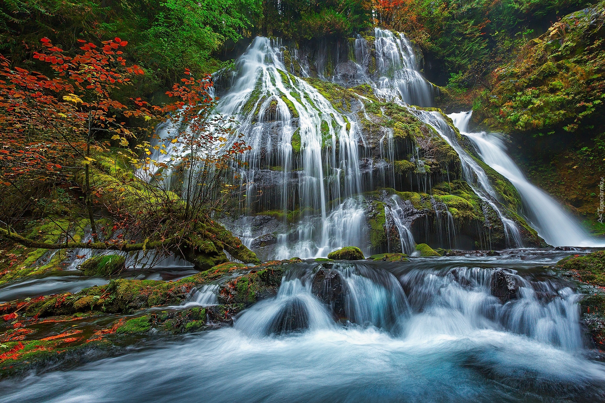 Panther Creek Falls, Wodospad, Las, Rzeka, Drzewa, Miejsce chronione, Gifford Pinchot National Forest, Stan Waszyngton, Stany Zjednoczone