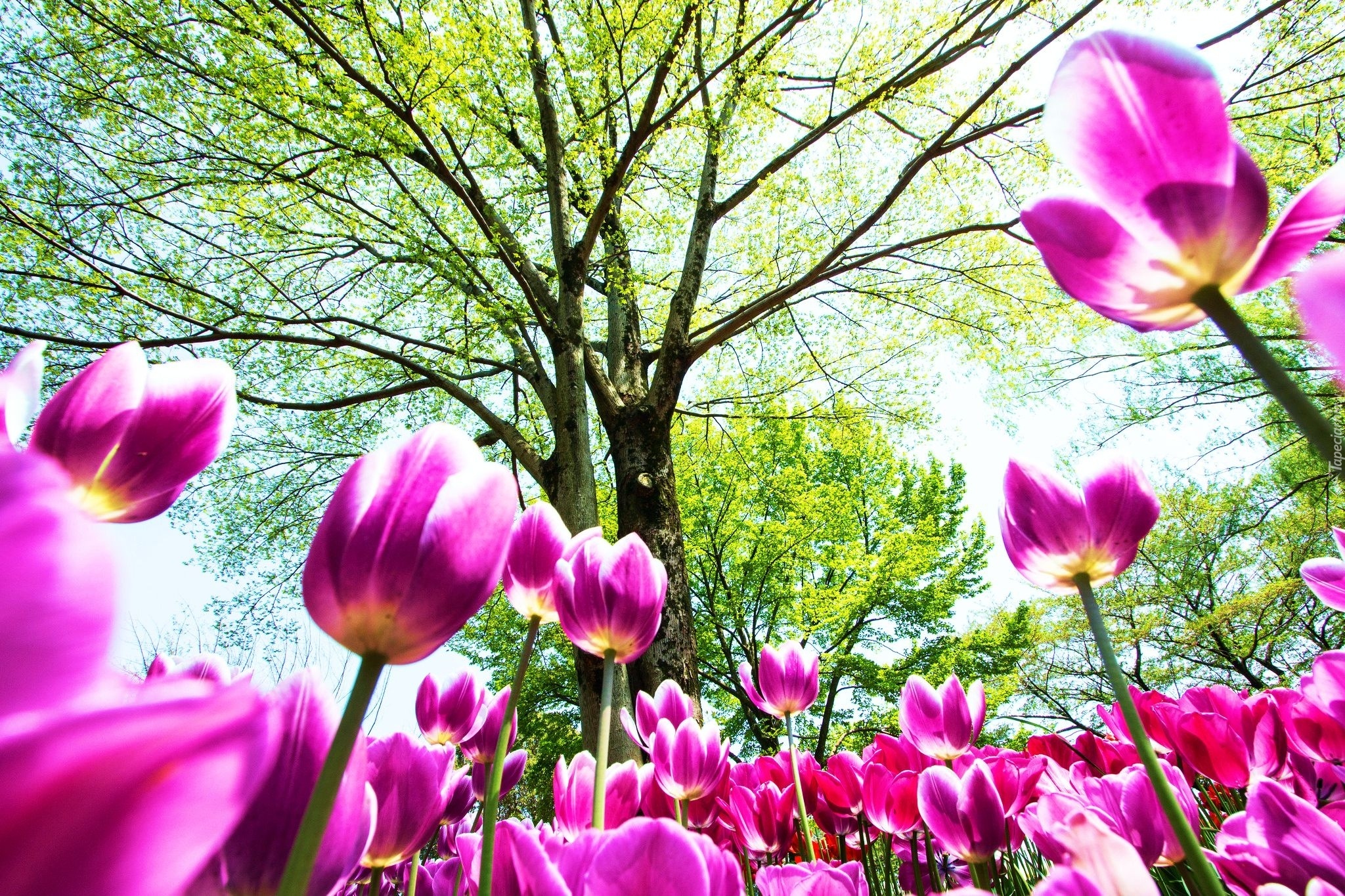 Tulipany, Kwiaty, Drzewa