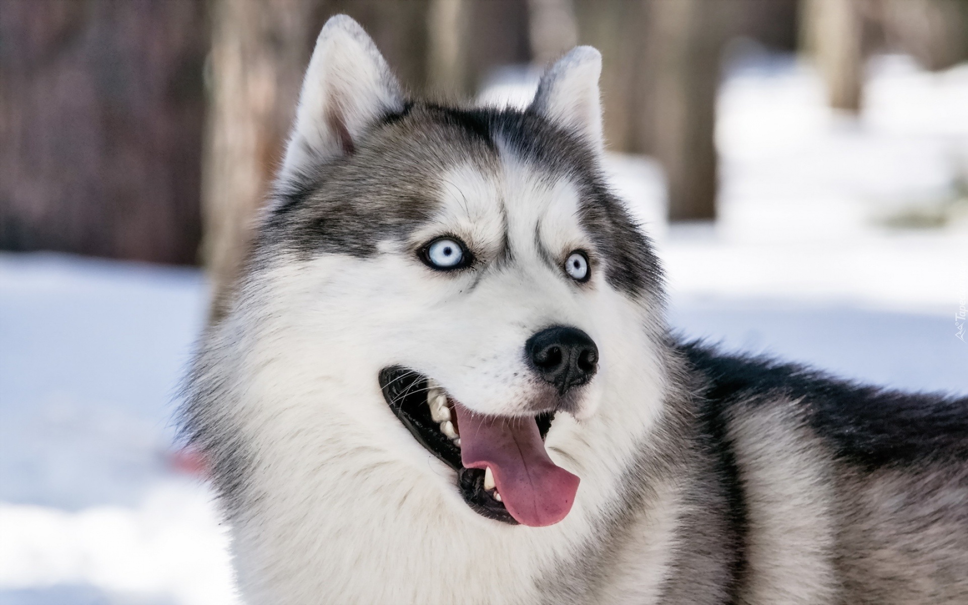 Pies, Husky, Język