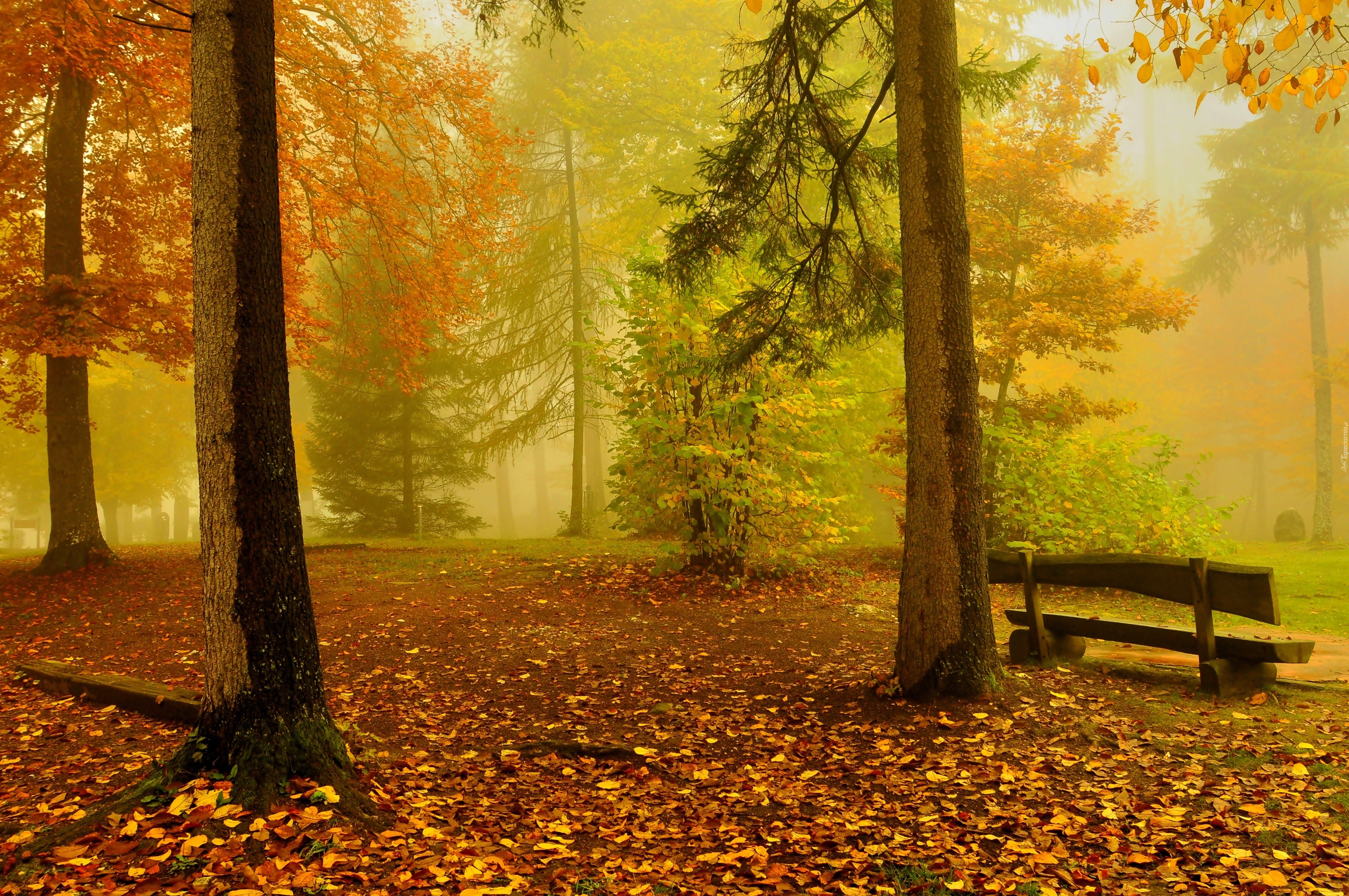 Las, Drzewa, Liście, Ławka, Mgła, Poranek, Jesień