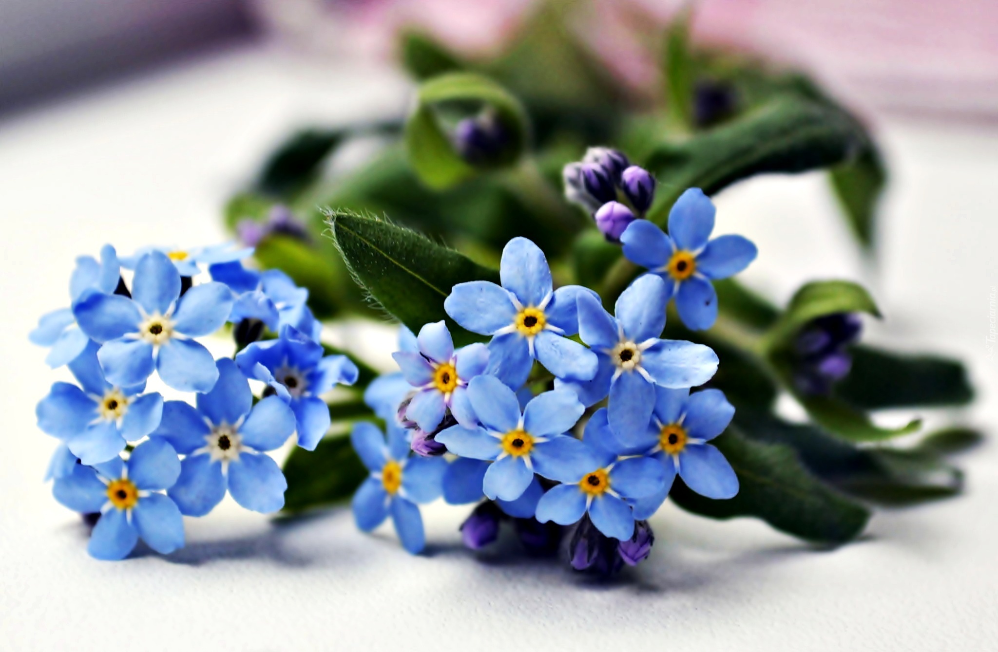 Niebieskie, Kwiaty, Niezapominajki