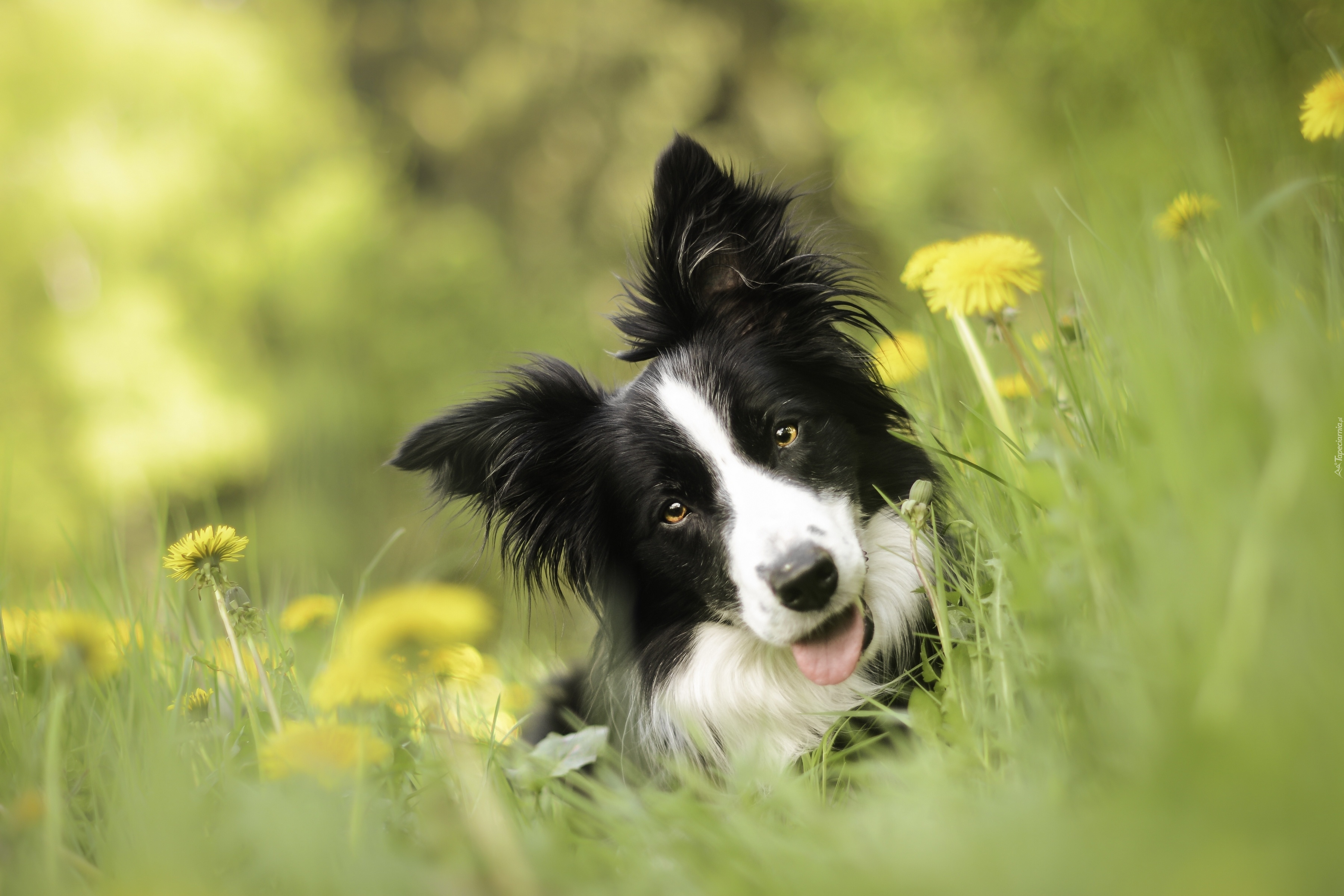 Pies, Border Collie, Łąka