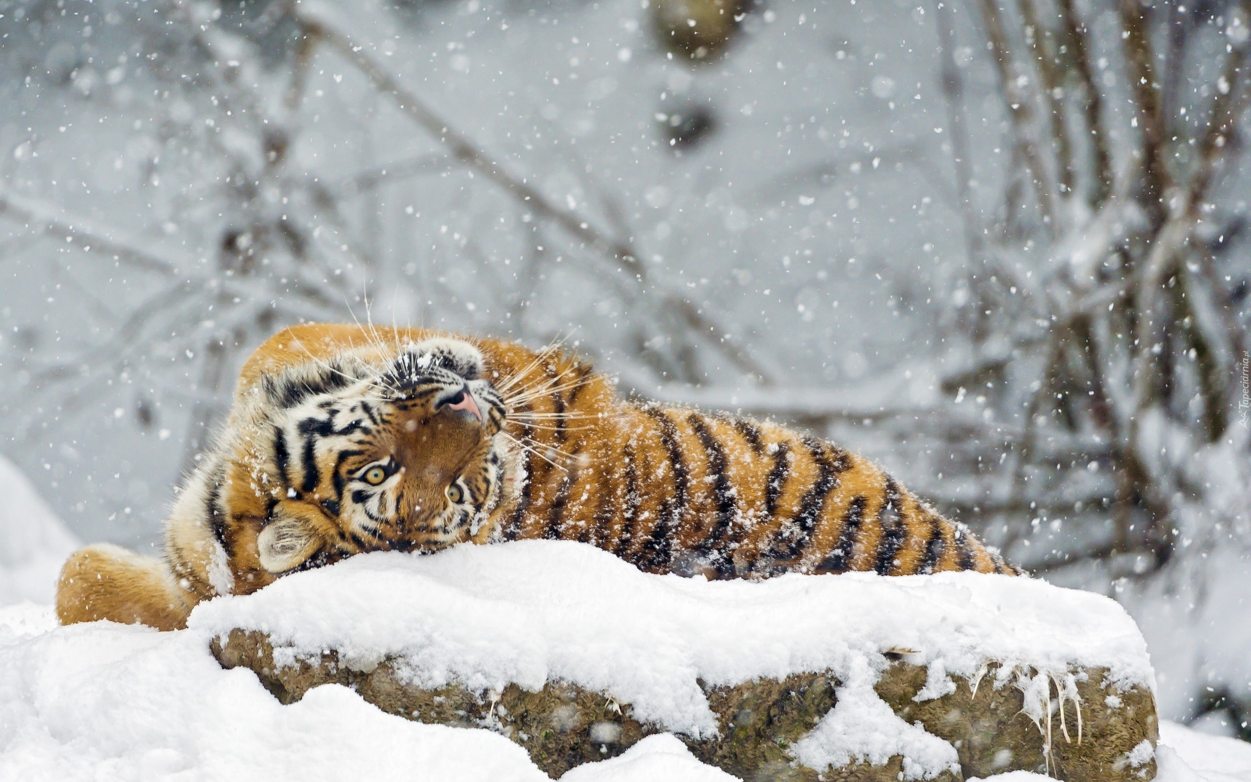 Tygrys, Dziki, Kot, Zwierze, Zima