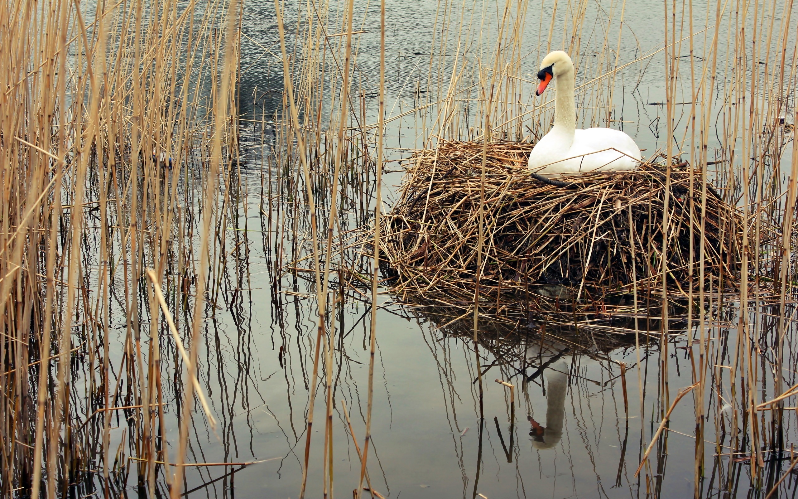 Łabędź, Gniazdo, Jezioro, Trzciny