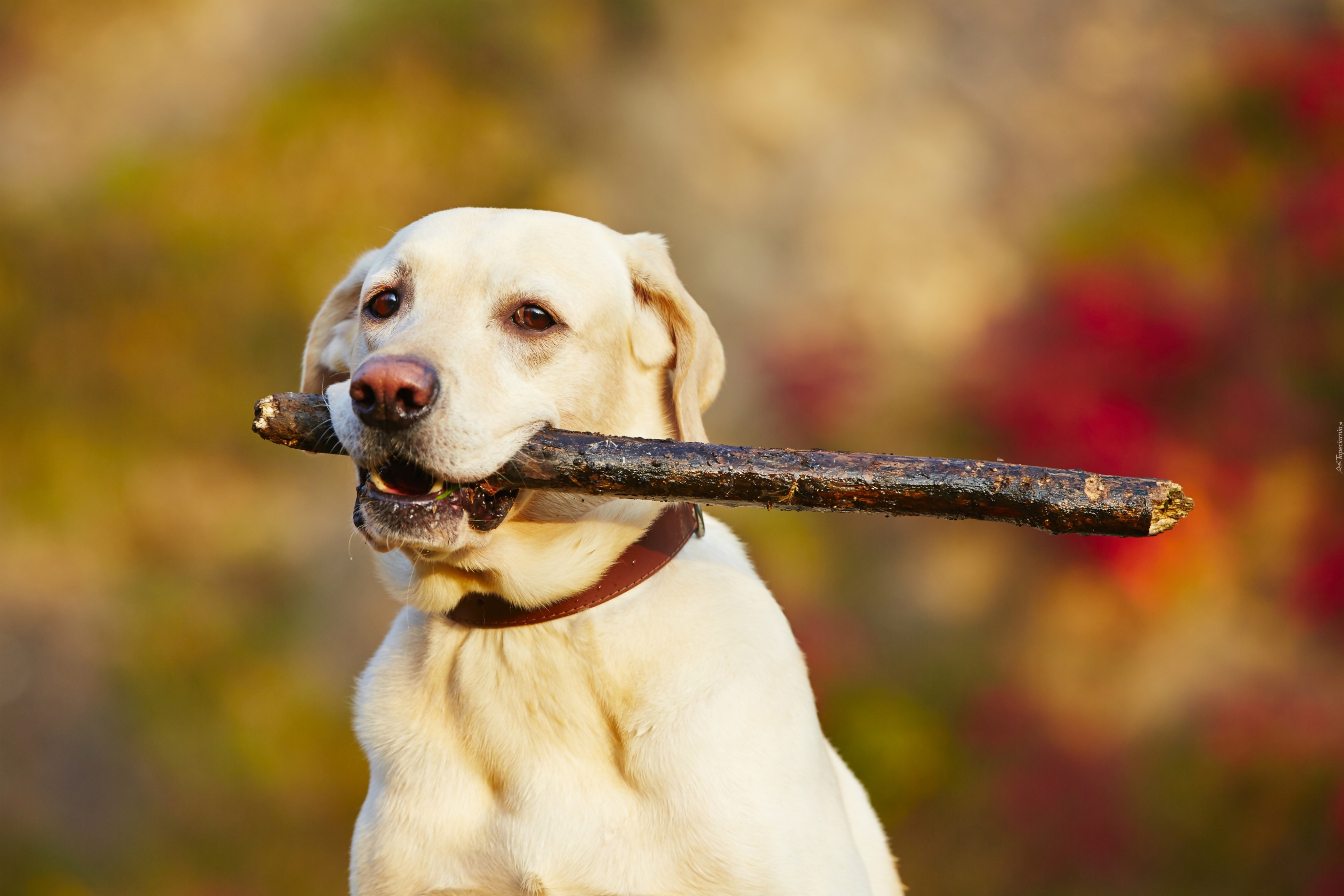 Pies, Labrador, Retriever, Kij, Zabawa, Łąka