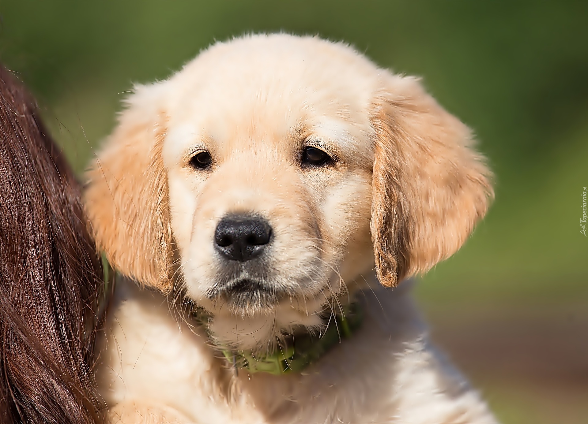 Golden, Retriever, Szczeniak