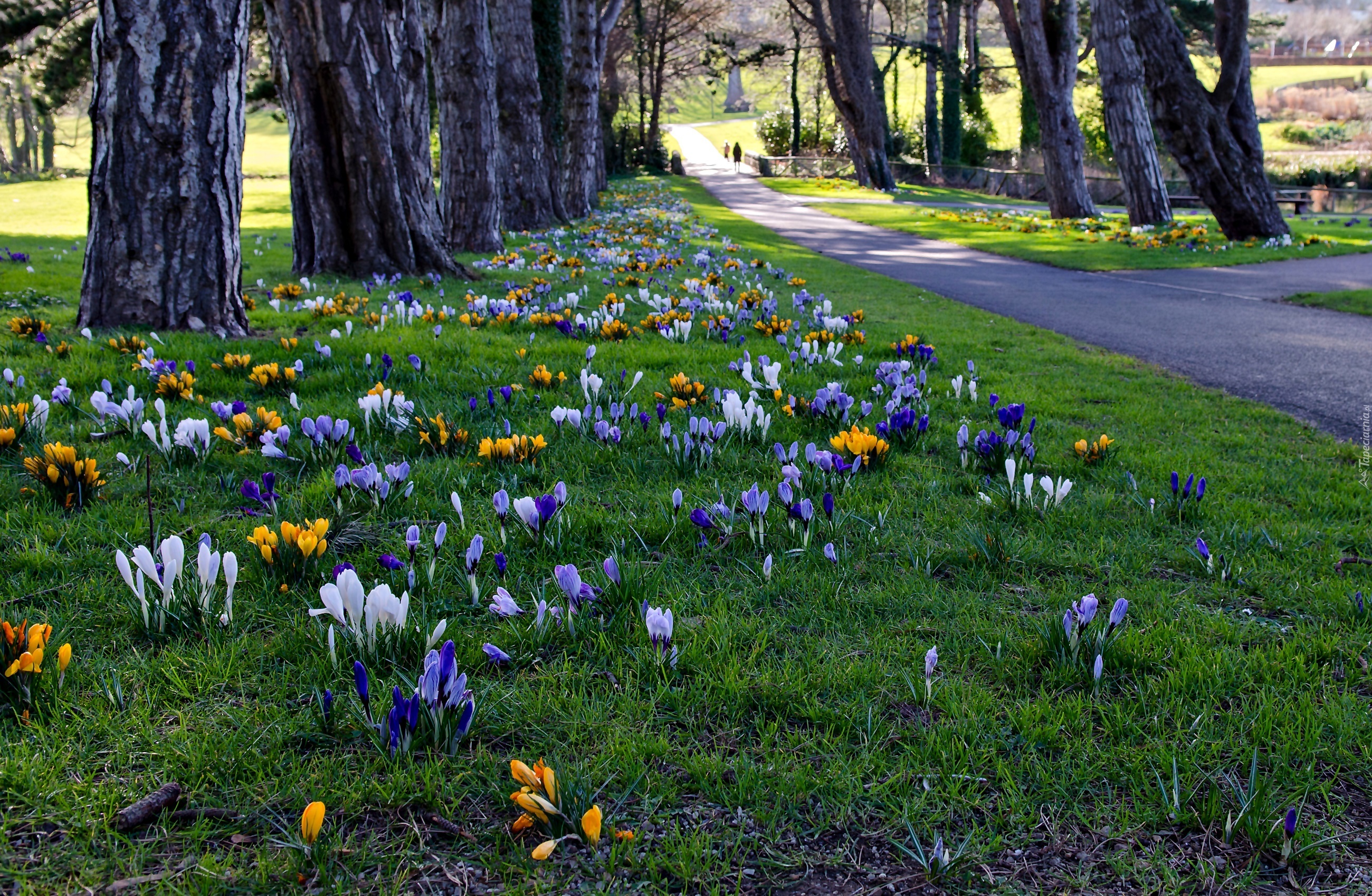 Irlandia, Cabinteely Park, Dublin, Park, Krokusy, Wiosna