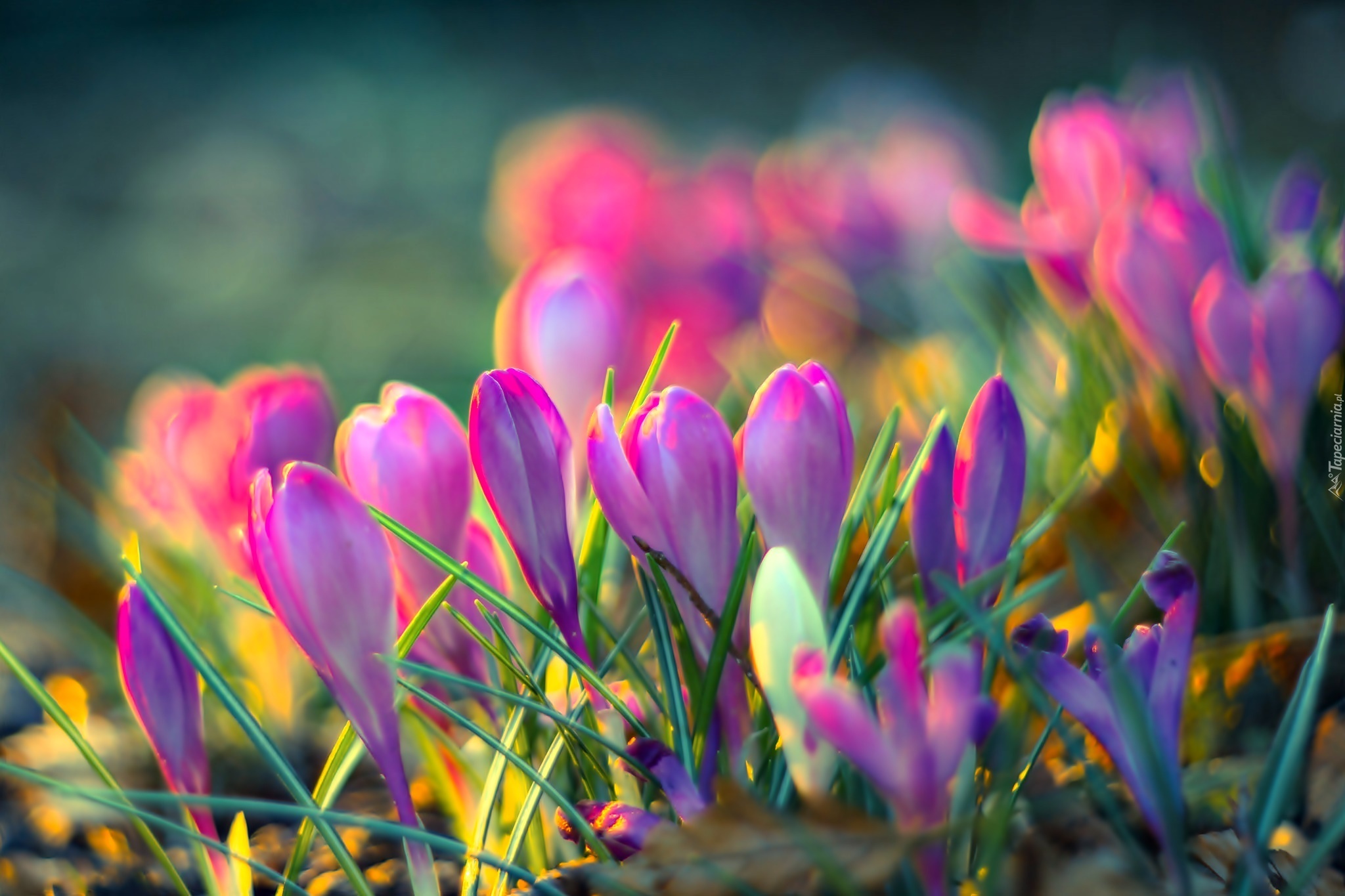 Wiosna, Krokusy, Światło, Bokeh