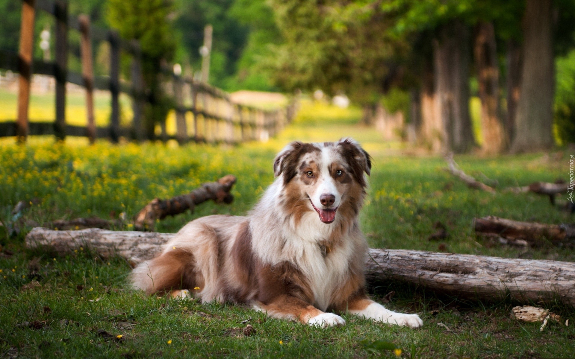 Owczarek australijski-australian shepherd