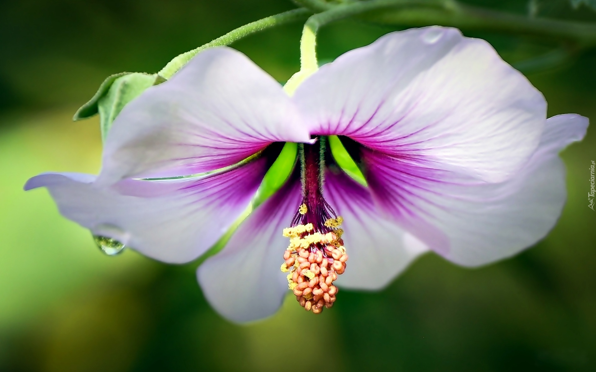 Biało, Różowy, Kwiat, Hibiskus