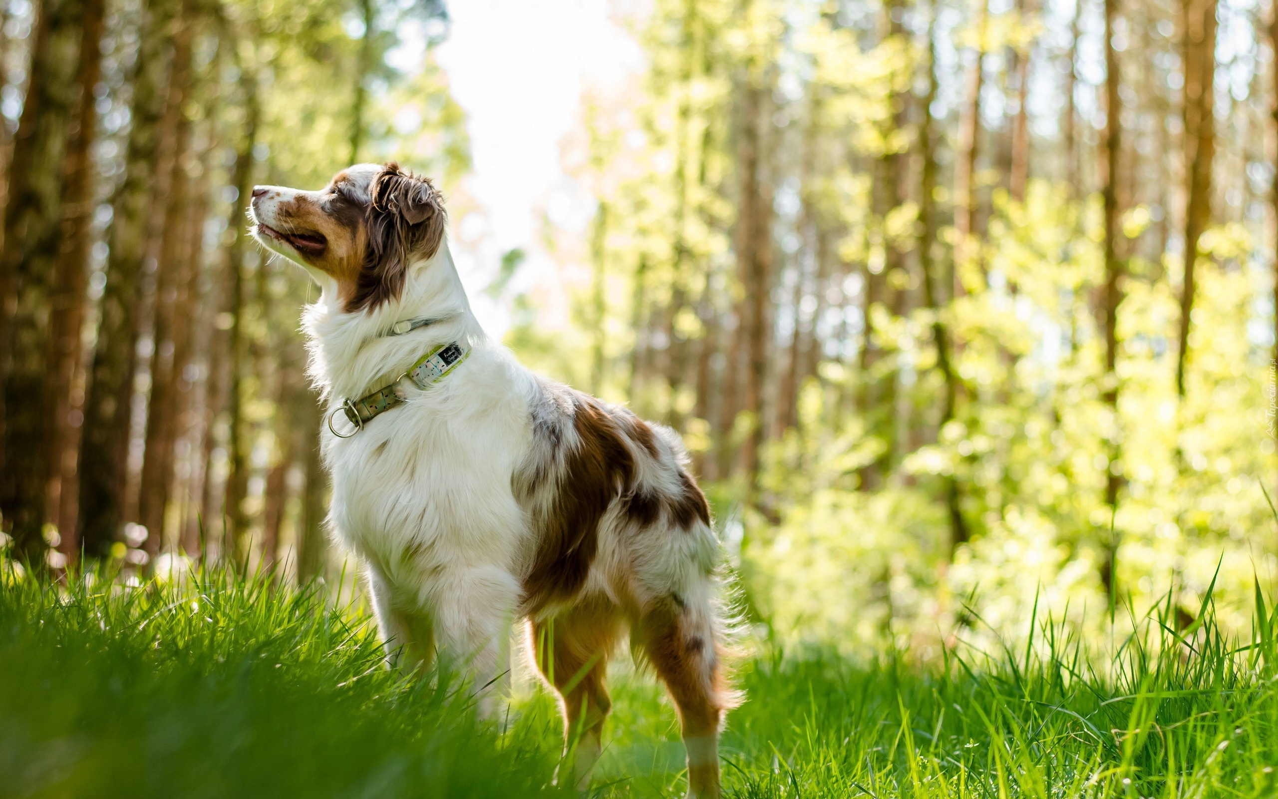 Owczarek australijski-australian shepherd